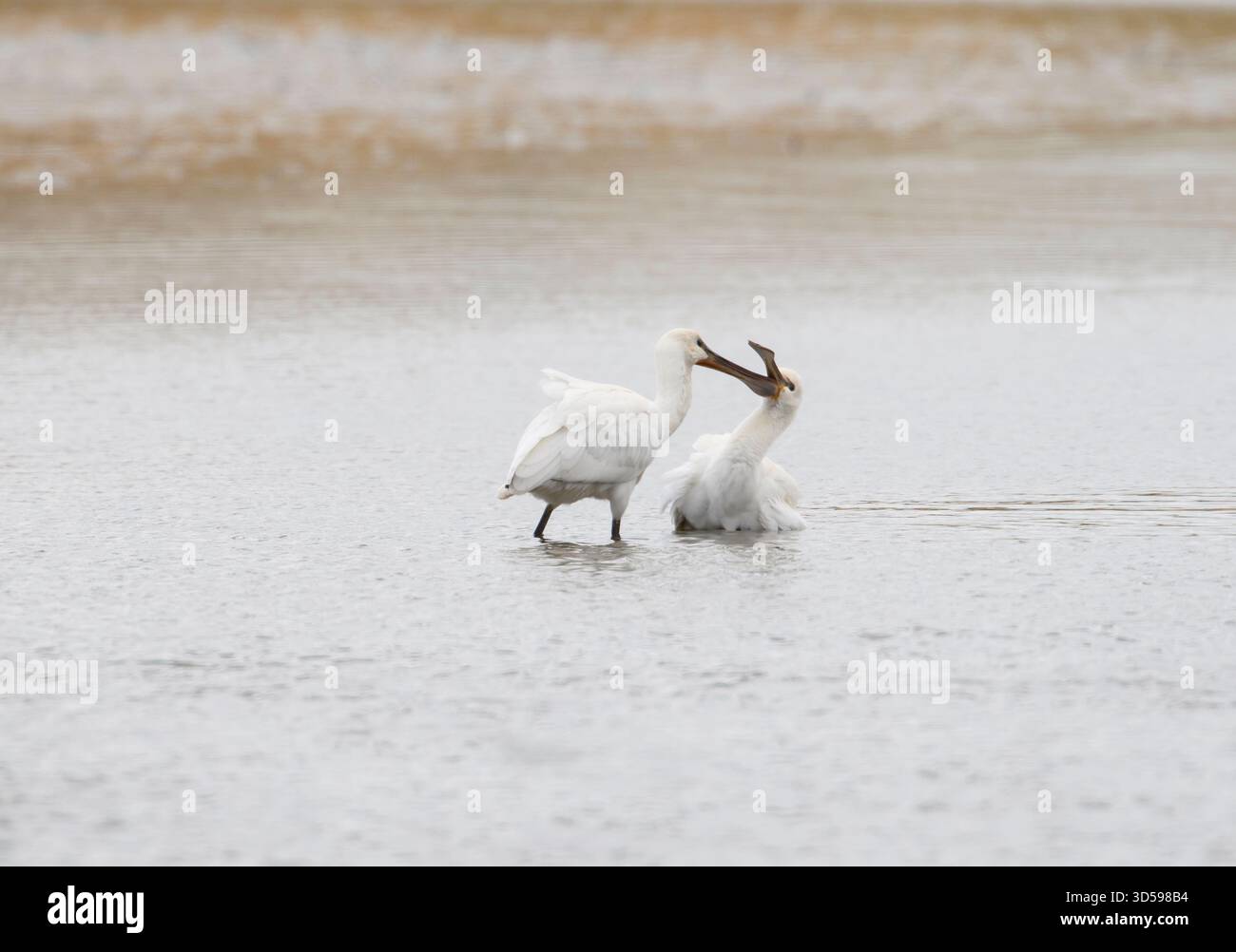 Eurasischer Löffelschnabel Platalea leucorodia, zwei Vögel interagieren. Norfolk, England, Großbritannien, Juli. Stockfoto