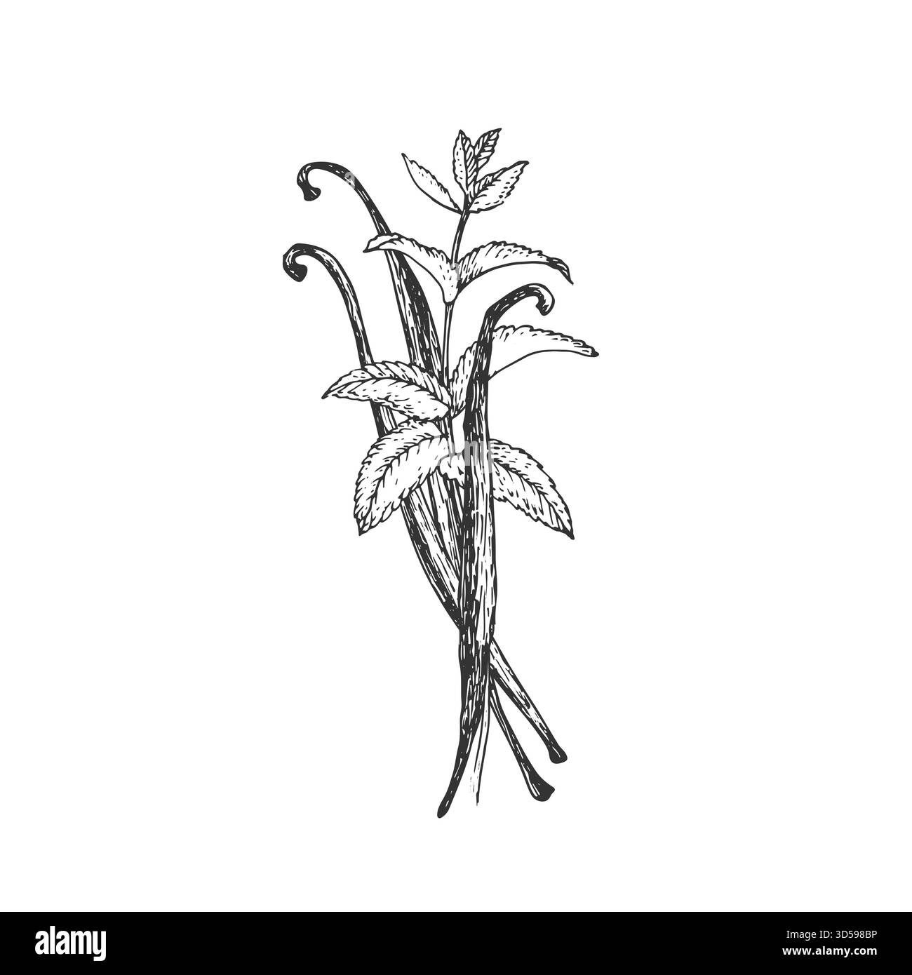 Vanillebohnen und Minze. Vektor-Schwarzweiß-Illustration, handgezeichnet in Tinte. Stock Vektor