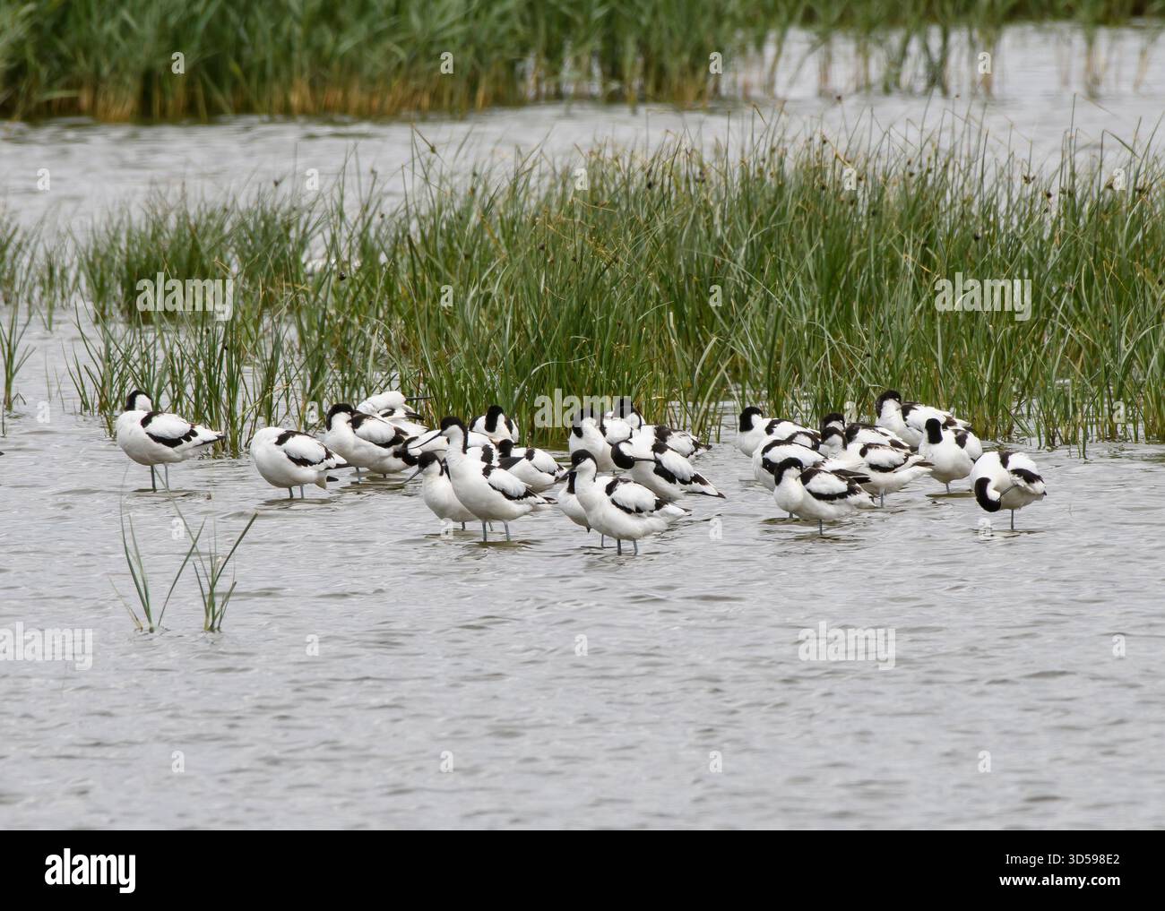 Pied avocet Recurvirostra avosetta, Herde ruht und pflegt im flachen Becken, RSPB Frampton Marsh Nature Reserve, Lincolnshire, England, Großbritannien, Juni. Stockfoto
