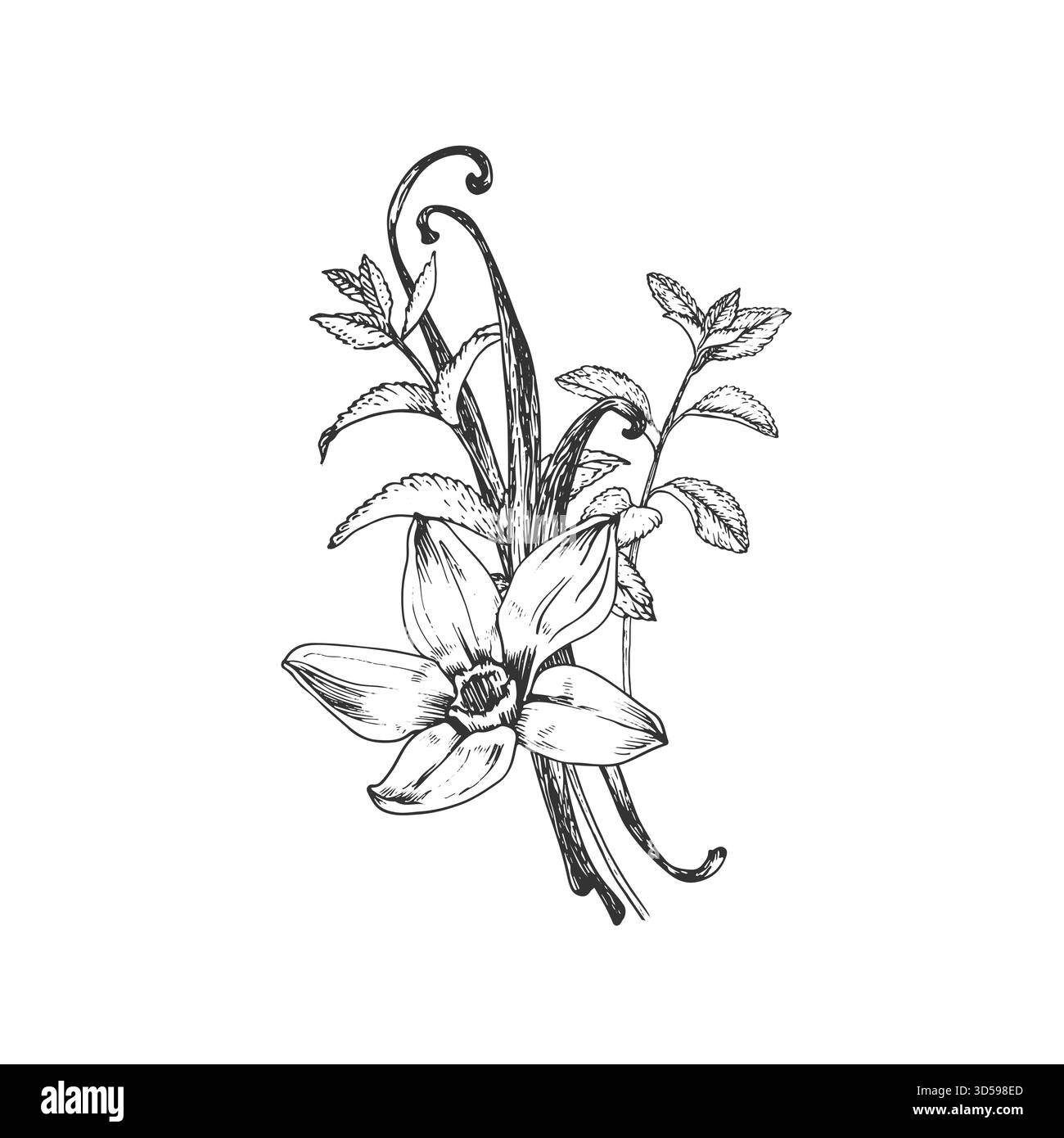 Vanille- und Minzbonbons-handgezeichnete Vektorillustration. Schwarz-weiße Blumen, Schoten Stock Vektor