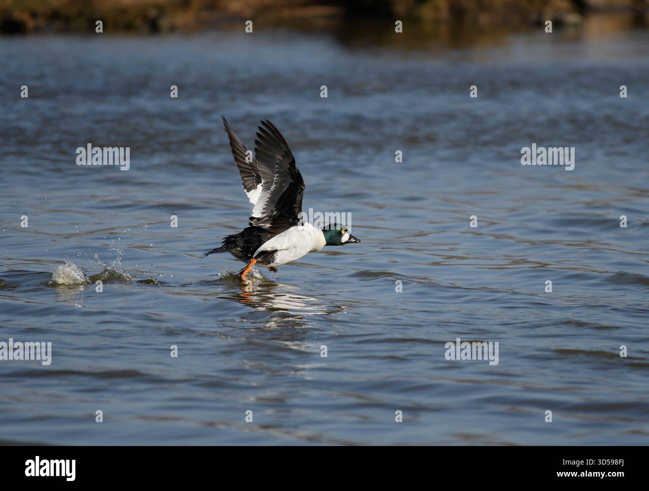 goldeneye Bucephala clangula, männlicher Fluggast vom Pool, RSPB Saltholme Nature Reserve, Teesside, England, Großbritannien, März. Stockfoto
