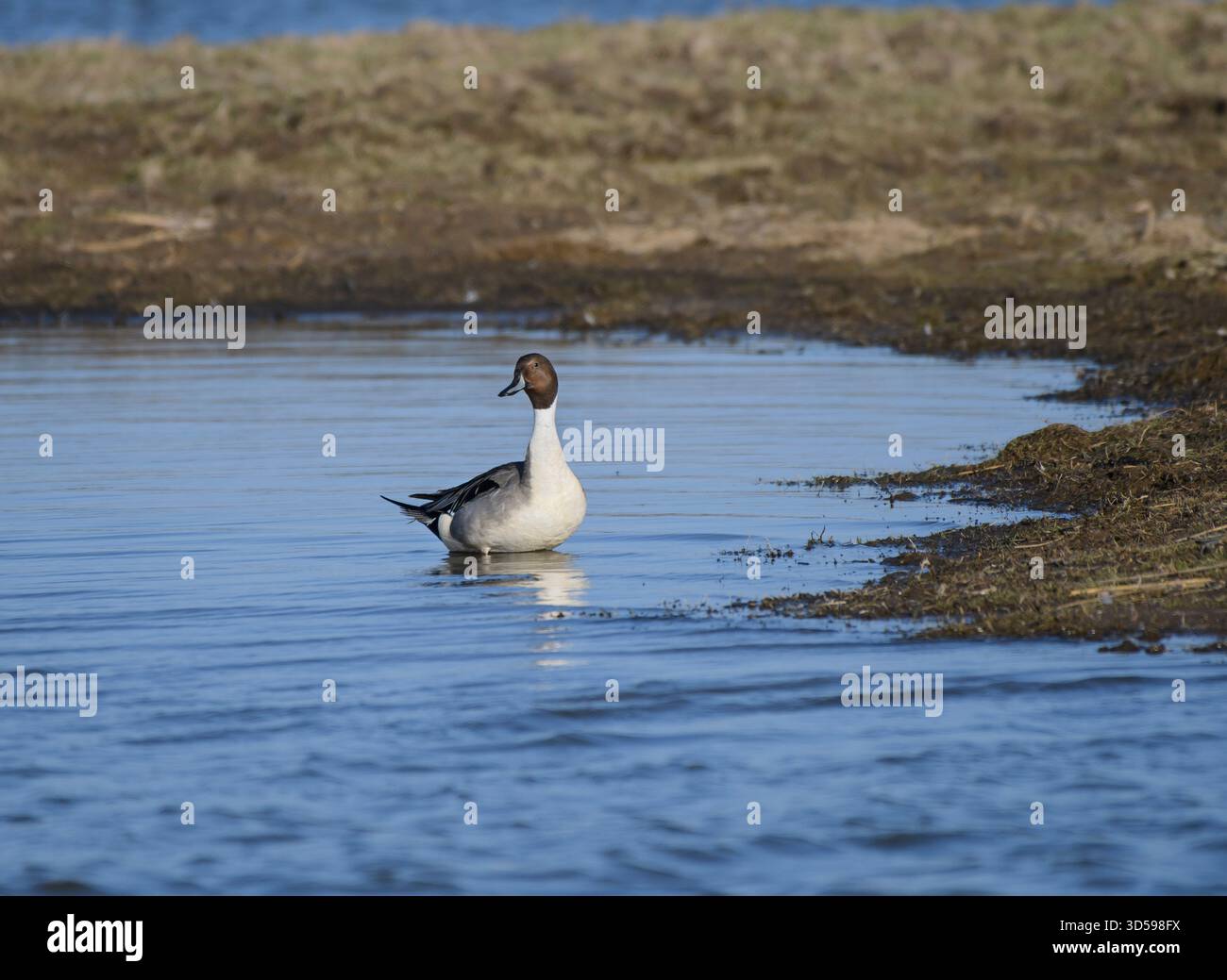 Northern pintail Anas acuta, männlich, stehend im flachen Pool, RSPB Saltholme Nature Reserve, Teesside, England, Großbritannien, März. Stockfoto
