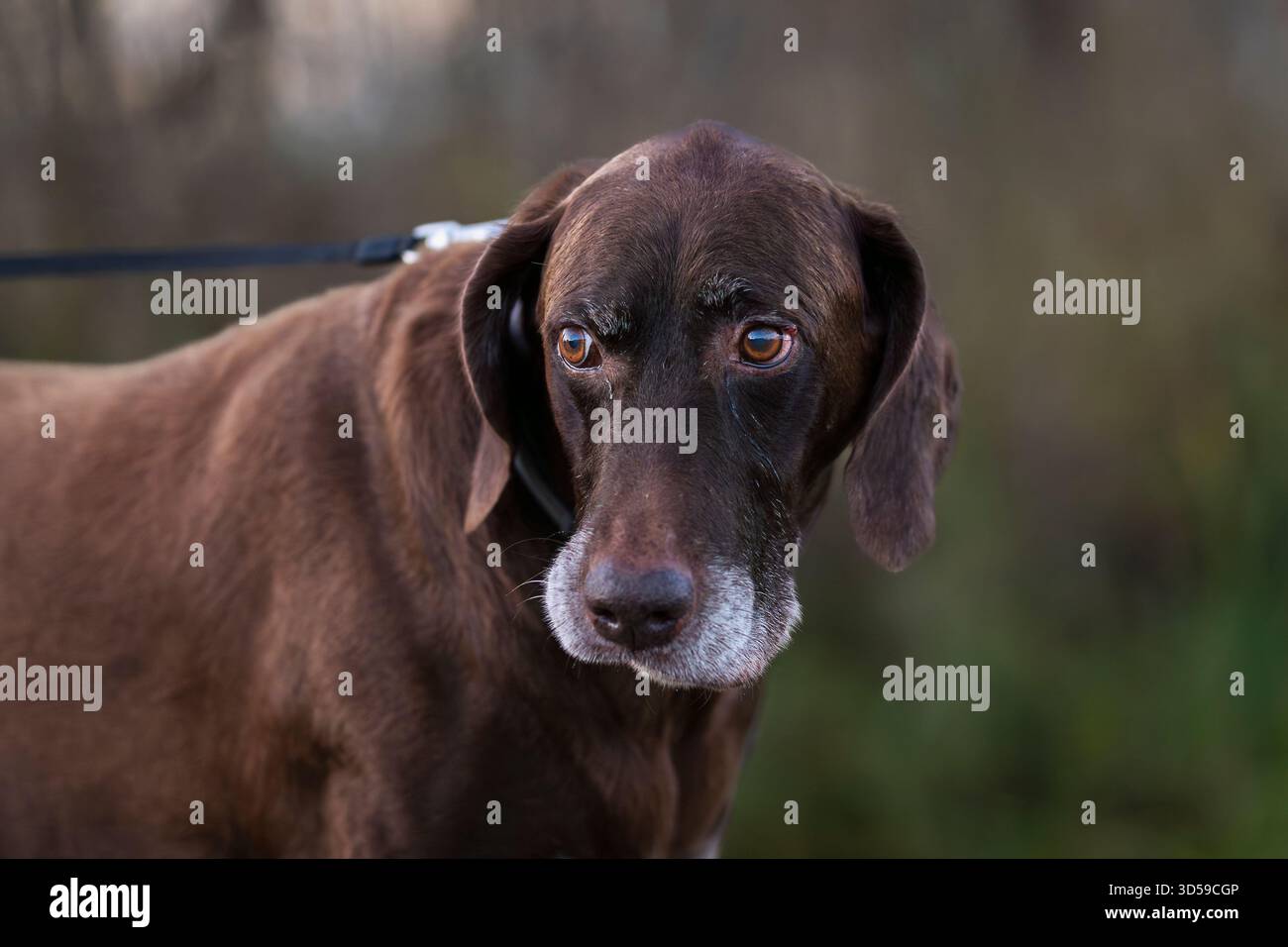 Brauner deutscher Kurzhaarzeiger im Abendlicht in der Natur. Leberbrauner deutscher Kurzhaarzeiger, ein muskulöser Jagdhund. Stockfoto