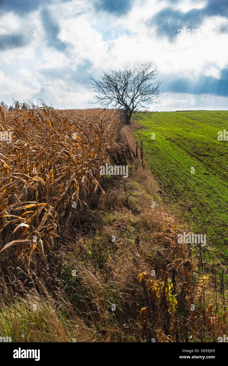 Grenze zwischen Feldern mit Winterkorn und reifem Mais Stockfoto