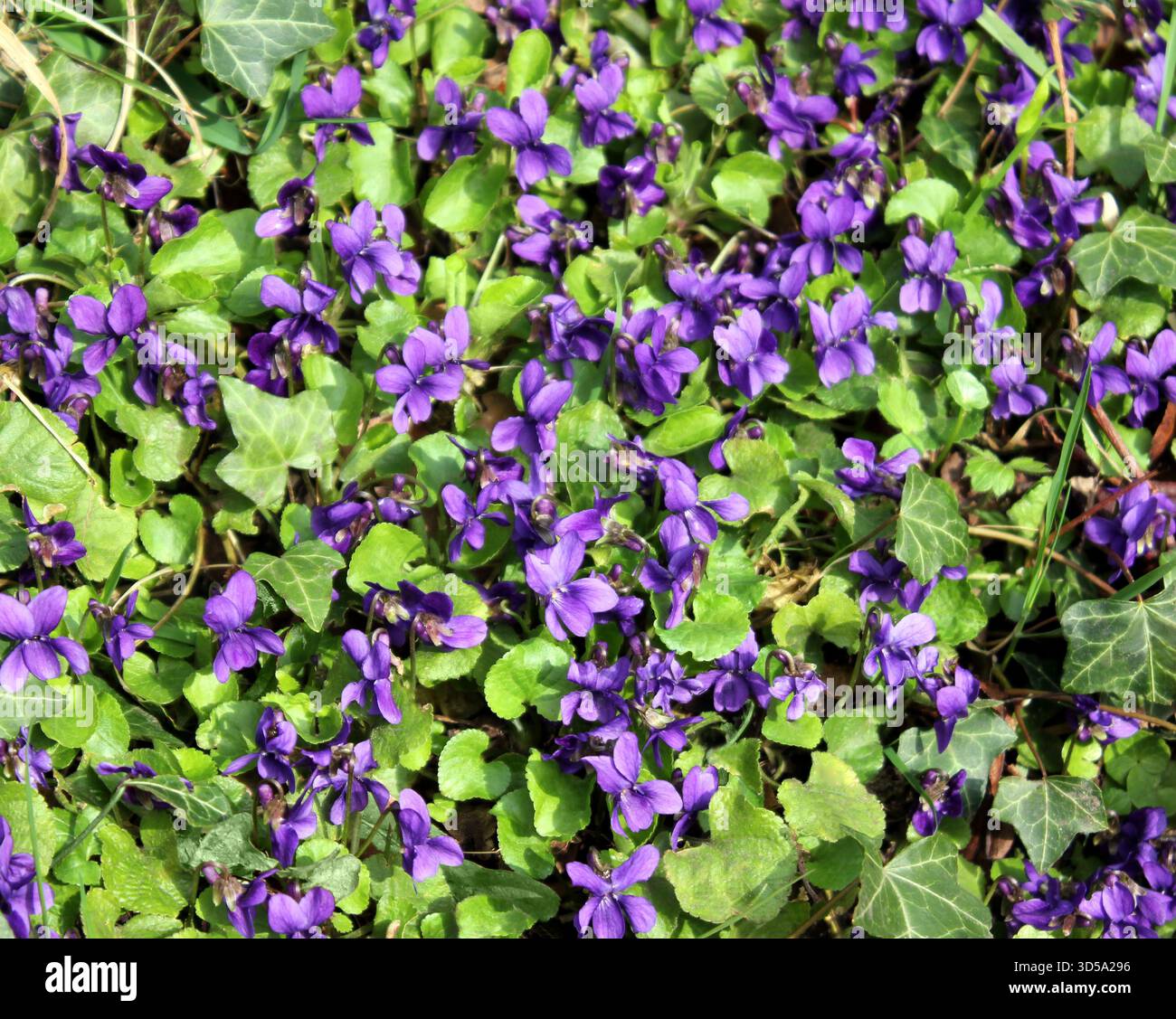 Wilde Klumpen gewöhnlicher Hundeveilchen (Viola riviniana) im Frühling Stockfoto