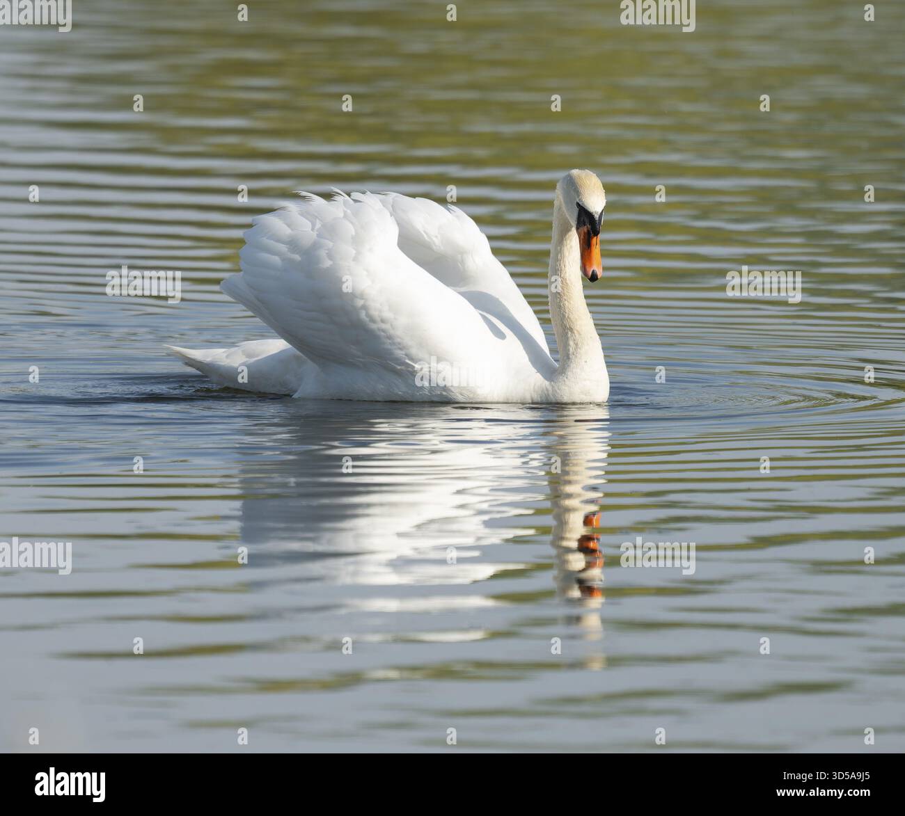 Silded Swan (Cygnus olor) schwimmt in beeindruckender Position auf einem See, Niedersachsen, Deutschland Stockfoto