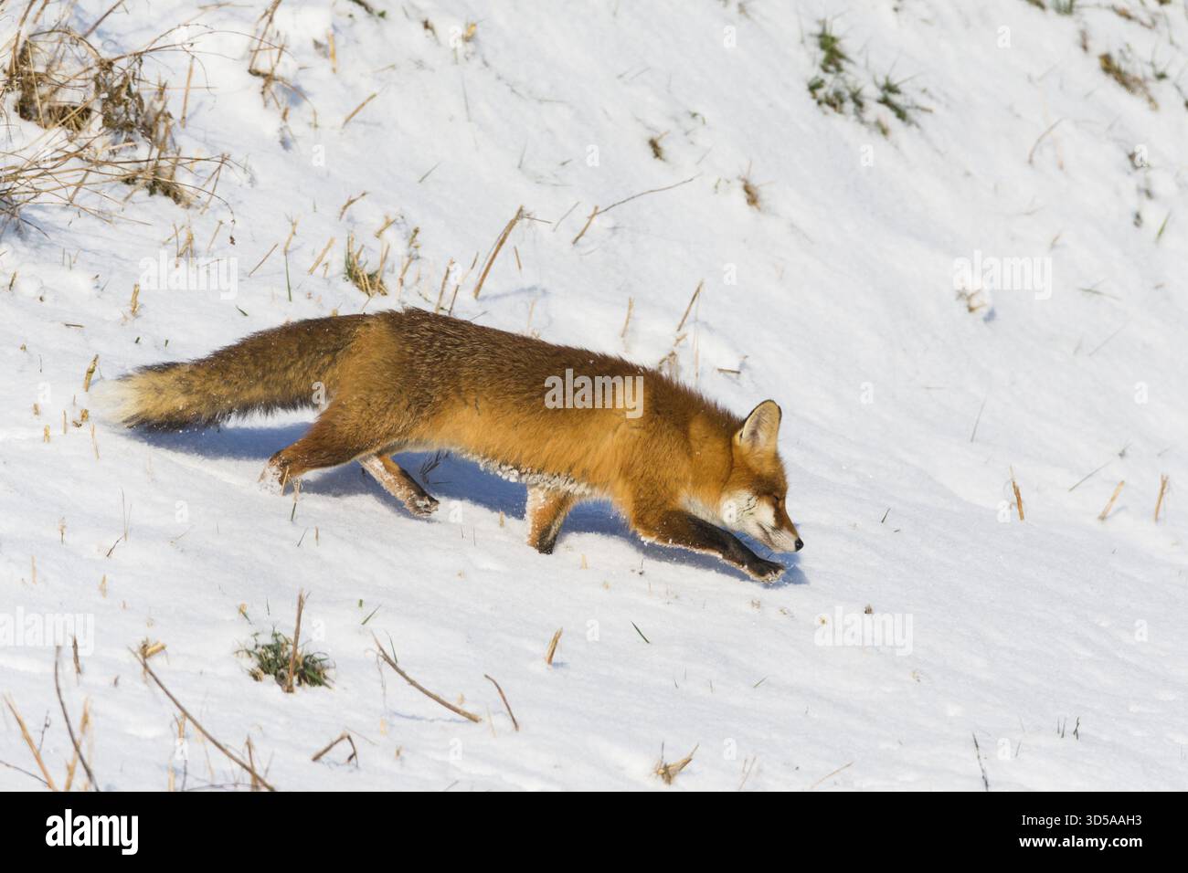 Europäischer Rotfuchs (Vulpes vulpes), der im Winter über ein schneebedecktes Feld läuft, Hessen, Deutschland Stockfoto