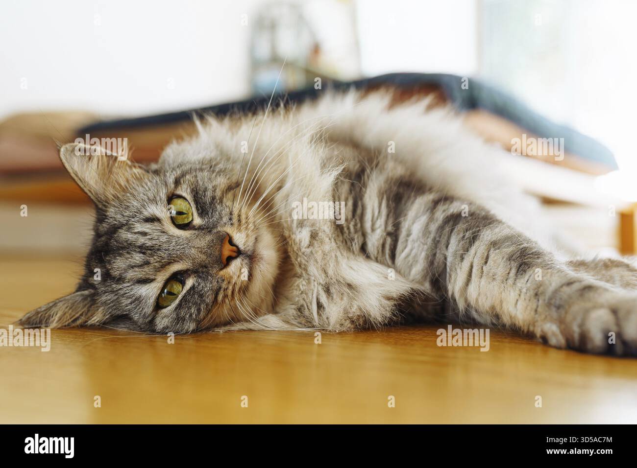 Flauschige graue Hauskatze liegt auf Parkettboden, in Sonnenstrahlen. Weiches warmes Licht, angenehmes Leben für Haustiere Stockfoto