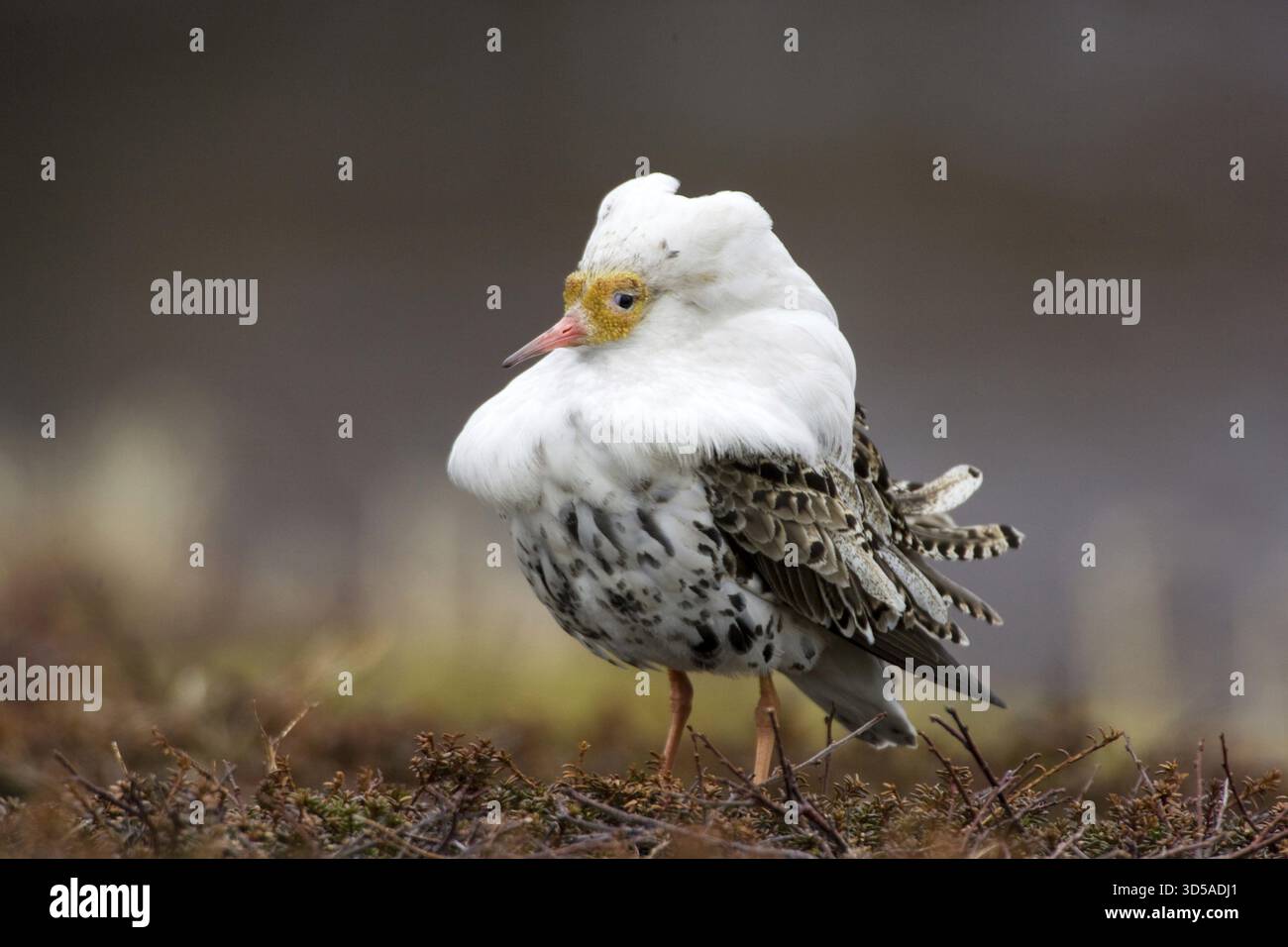 Kampflâ€°Ufer Mâ€°Nchen in beeindruckender Lage am Balzplatz.Portrâ€°t, Hornoy Vogelinsel Stockfoto
