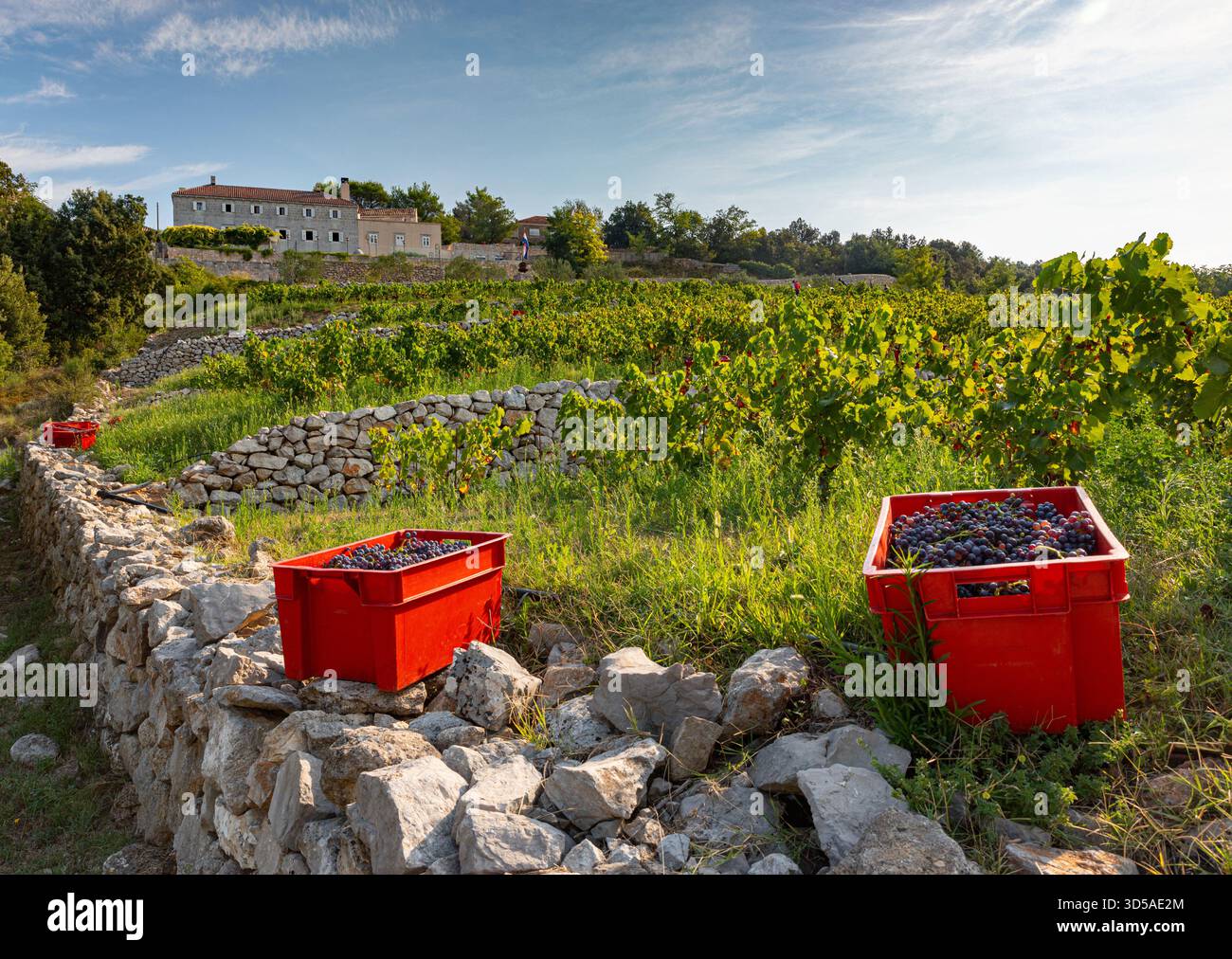 Weinbergernte auf der Halbinsel Peljesac Stockfoto