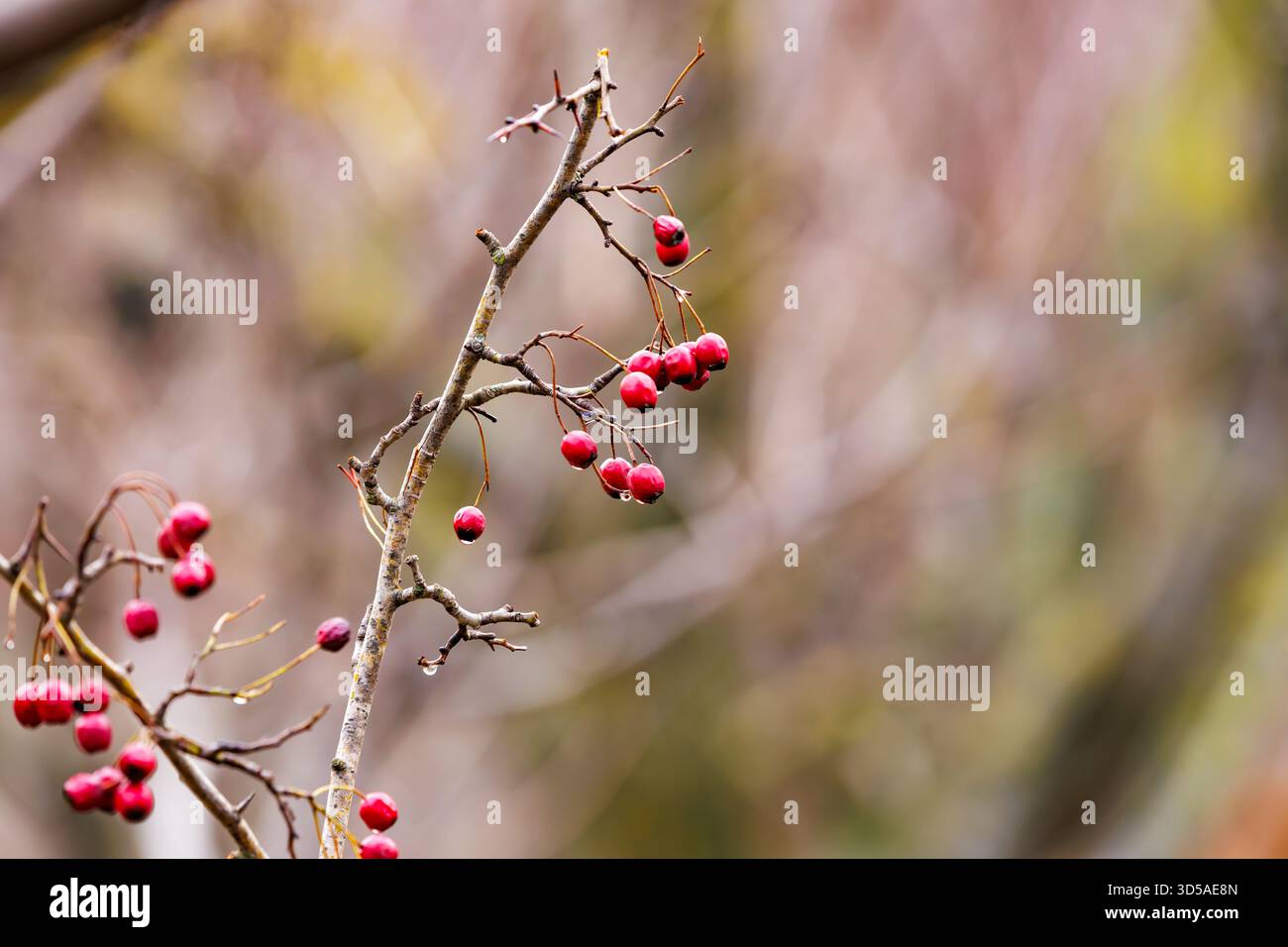 Rote Hagebuttenbeeren mit Frost im Wintergarten. Natürliche Winterszene mit wilden Rosenfrüchten in sanftem Licht. Stockfoto