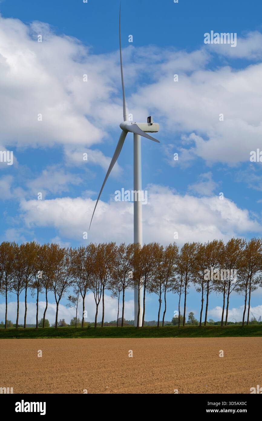 Leeres Feld mit Bäumen und Windrädern im Hintergrund Stockfoto