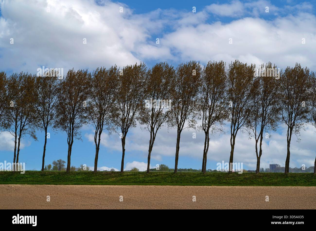 Leeres Frühlingsfeld mit den Bäumen im Hintergrund, Niederlande Stockfoto