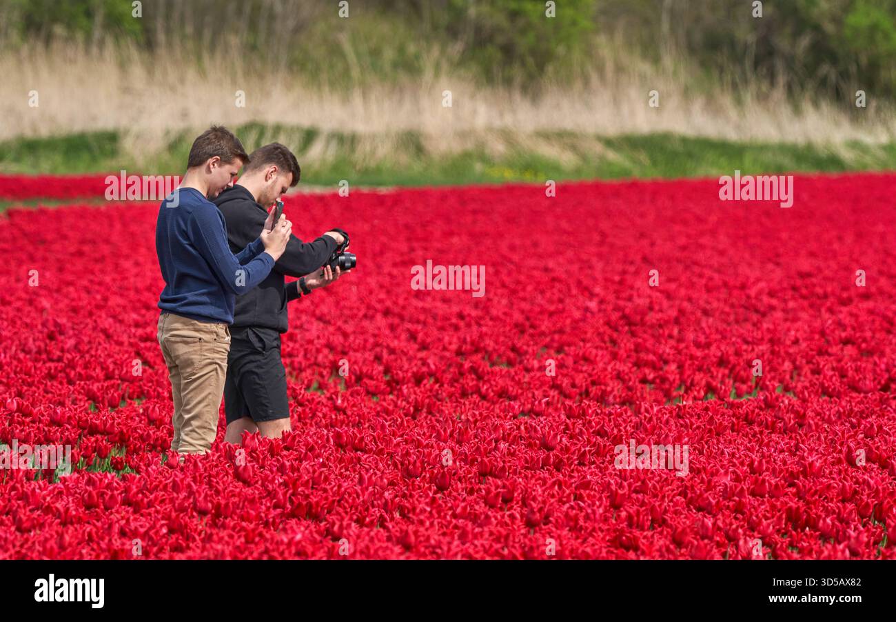 Leute, die Fotos in den blühenden Tulpenfeldern machen Stockfoto