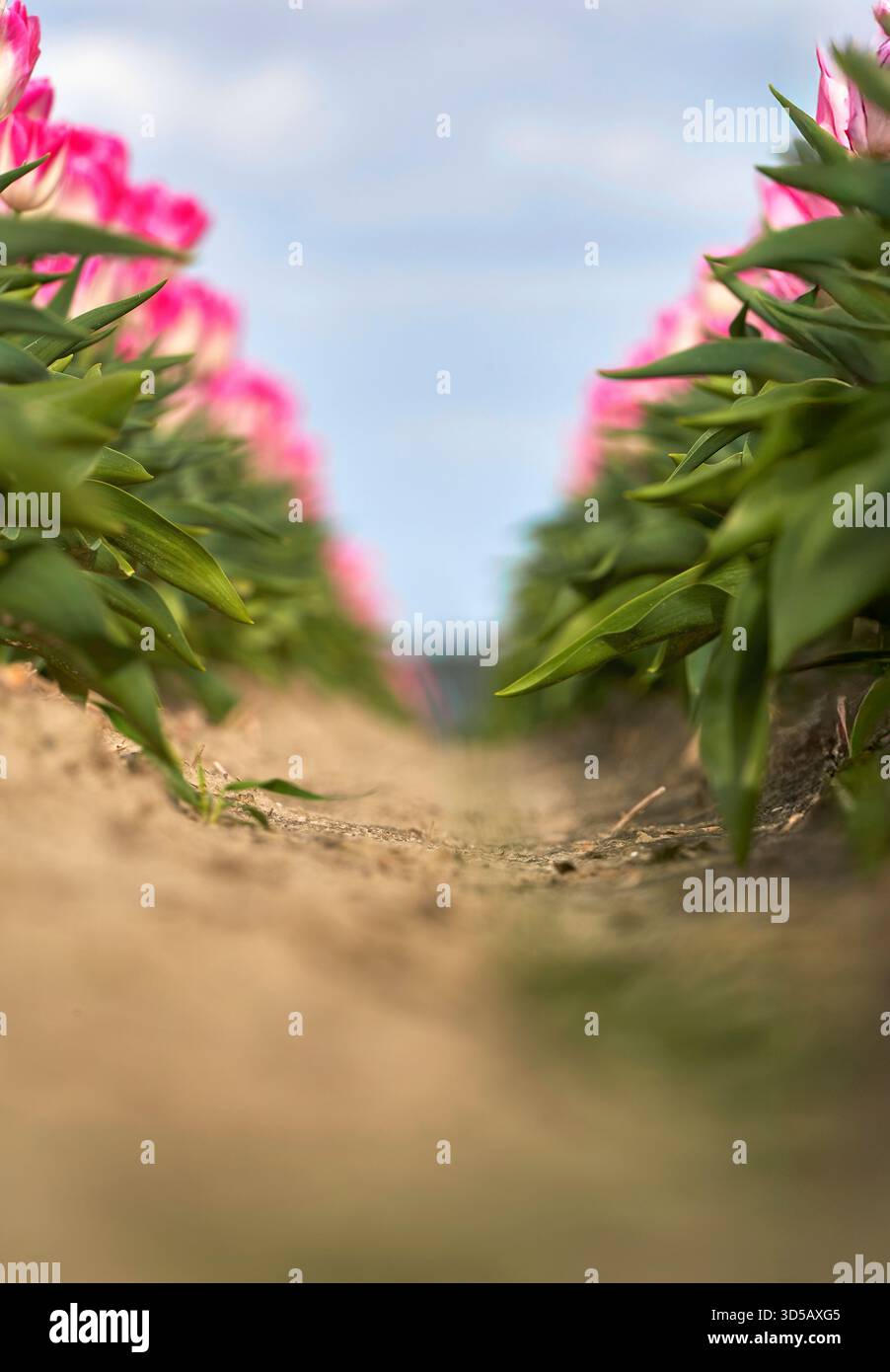 Zwischen den Reihen blühender rosafarbener Tulpen Stockfoto