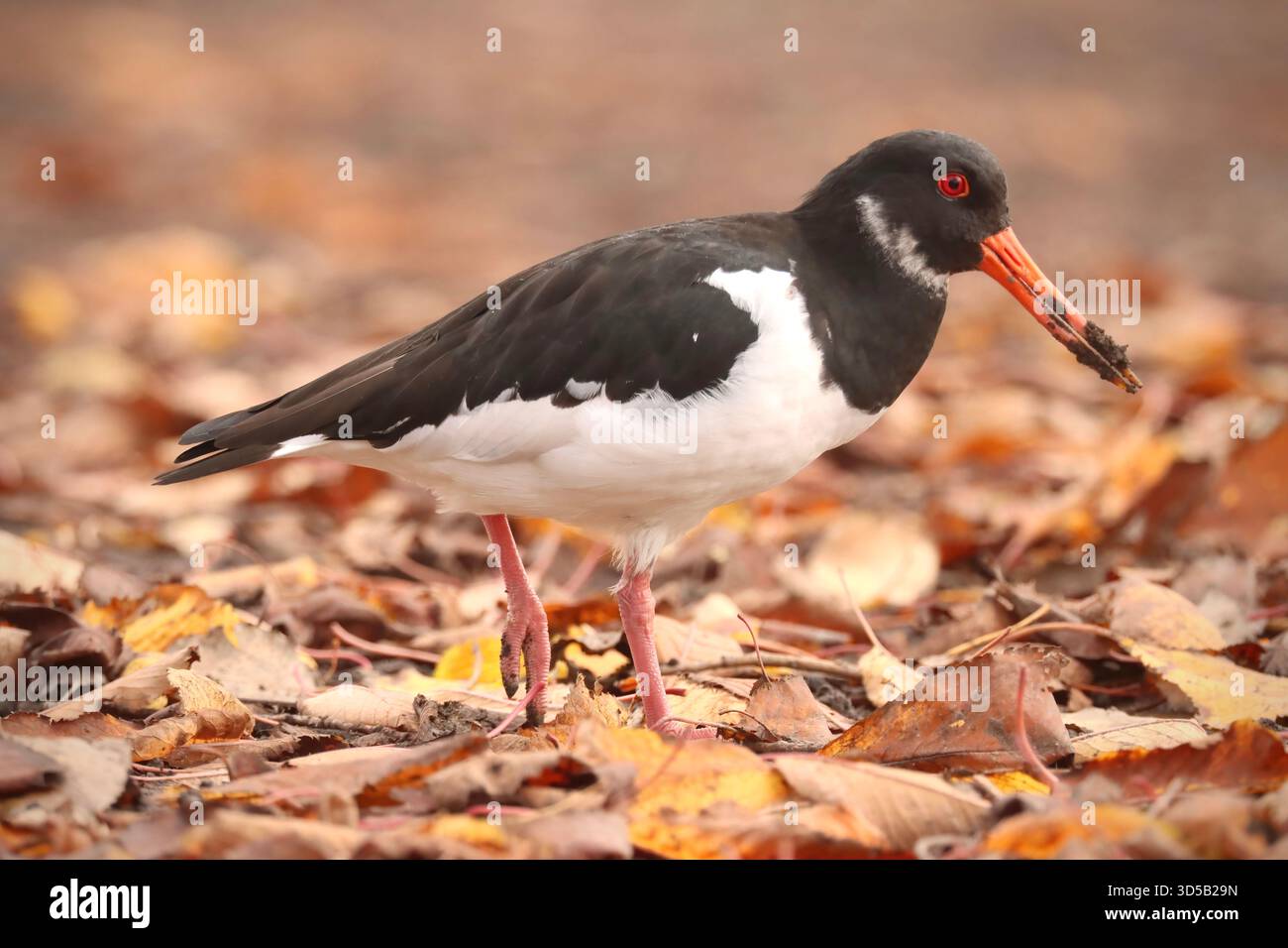 Eurasischer Austernfänger im Pennington Flash Nature Reserve Stockfoto