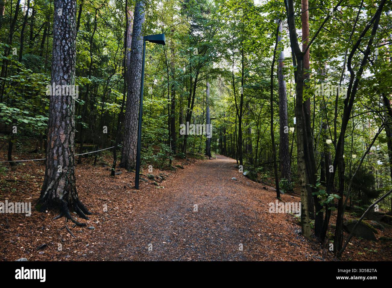 Oslo, Norwegen - 7. September 2025: Waldweg im Skulpturenpark Ekebergparken, umgeben von hohen Bäumen und Frühherbstlaub Stockfoto