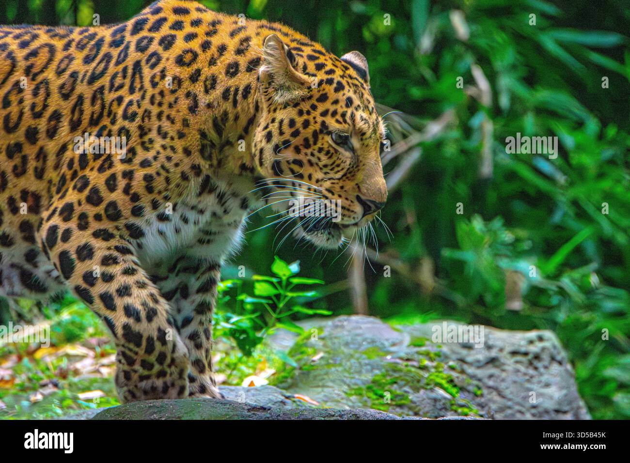 Der vom Aussterben bedrohte chinesische Leopard. Ein großer Mann, der sein Territorium durchstreift. Stockfoto