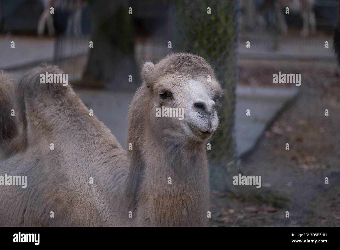 Ein Baktrisches Kamel ruht ruhig in einem neutralen Zoo mit sauberem Hintergrund. Das Bild hebt das dicke Fell, die Gesichtszüge und die Natur des Tieres hervor Stockfoto