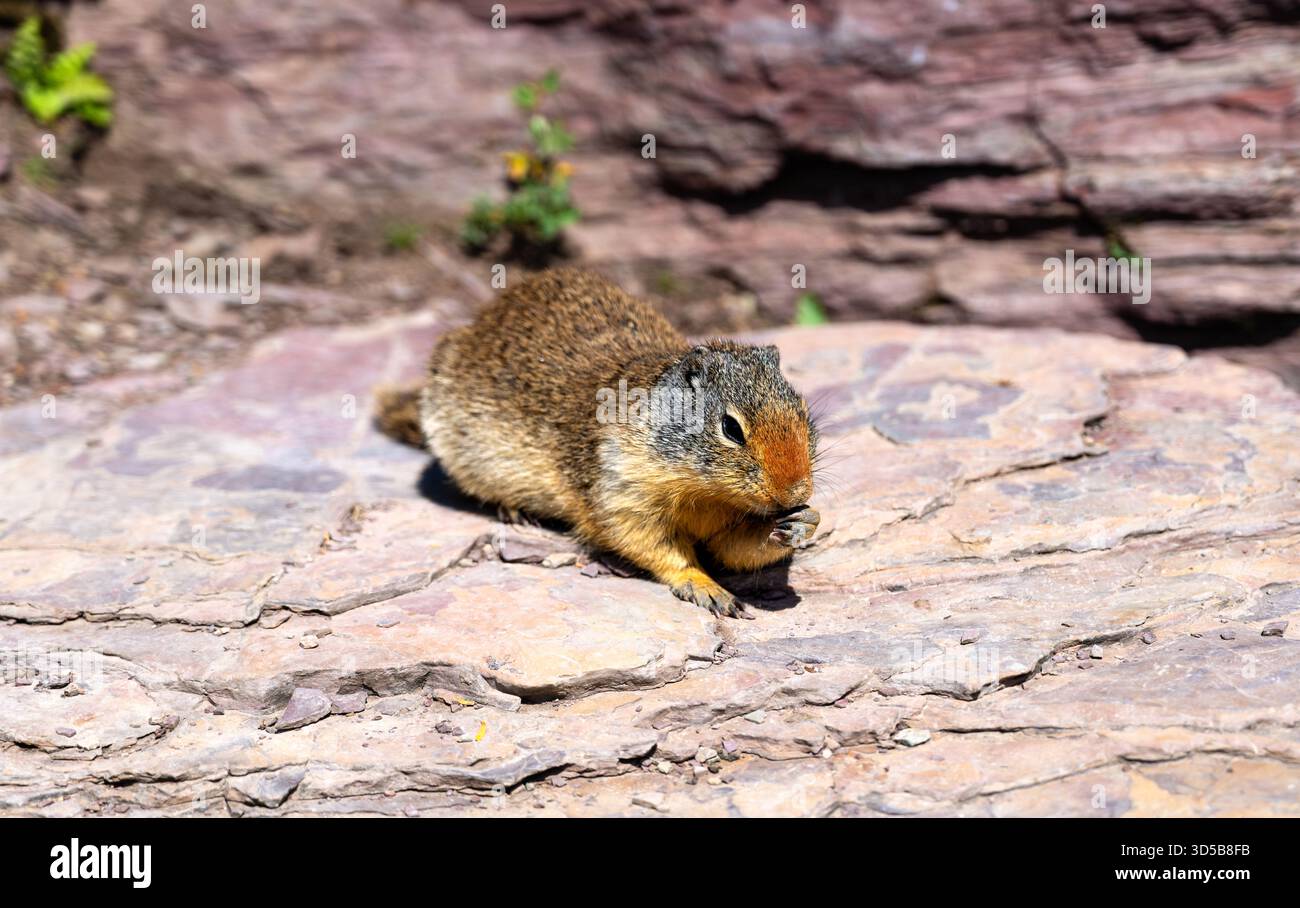 Eine Nahaufnahme eines kolumbianischen Ground Eichhörnchens, das auf einem roten Argillith-Felsen am Logan Pass im Glacier-Nationalpark sitzt. Das kleine Nagetier isst, mit rötlich-brauner Nase und Pfoten Stockfoto