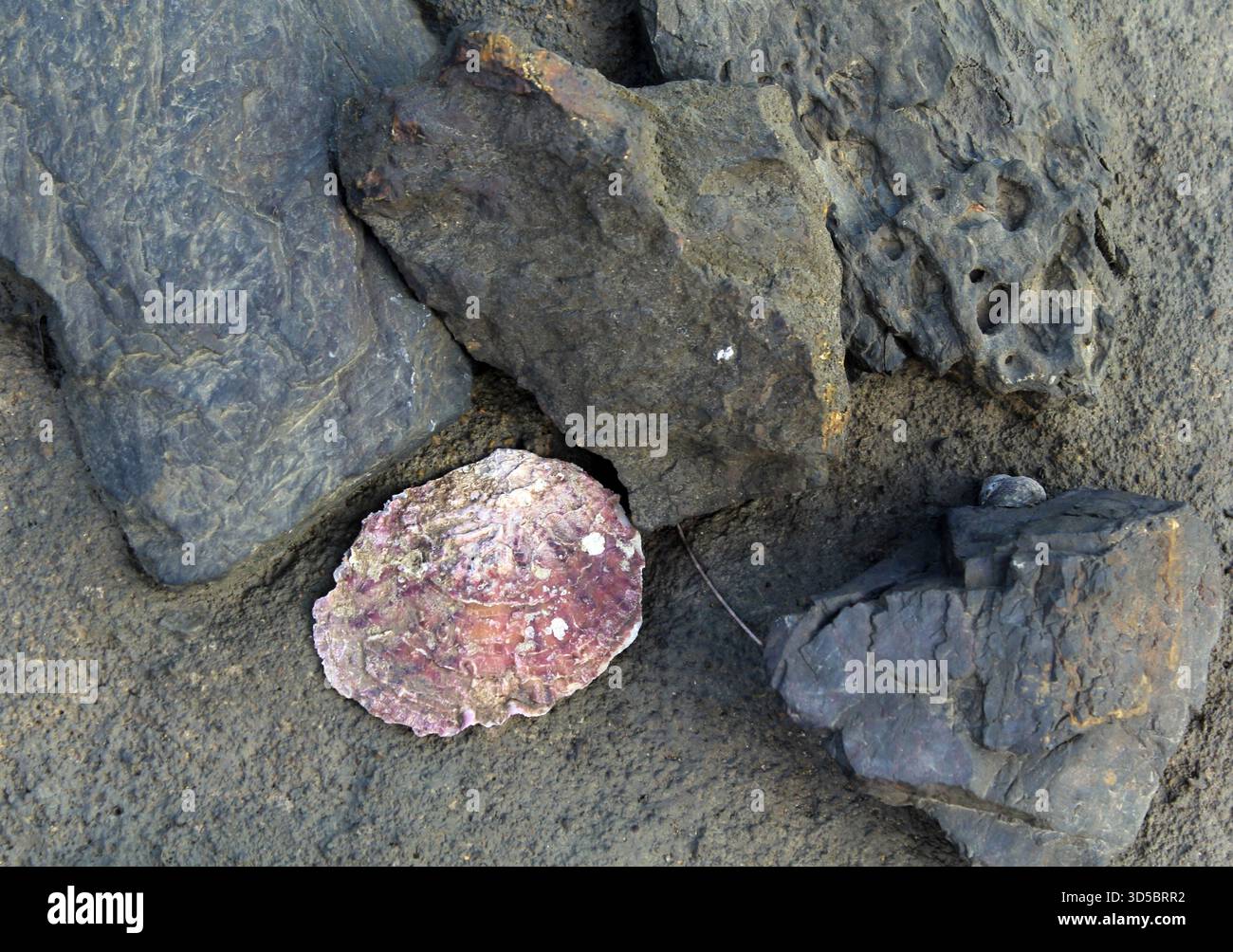 Austernschale ruht zwischen grauen Felsen Stockfoto