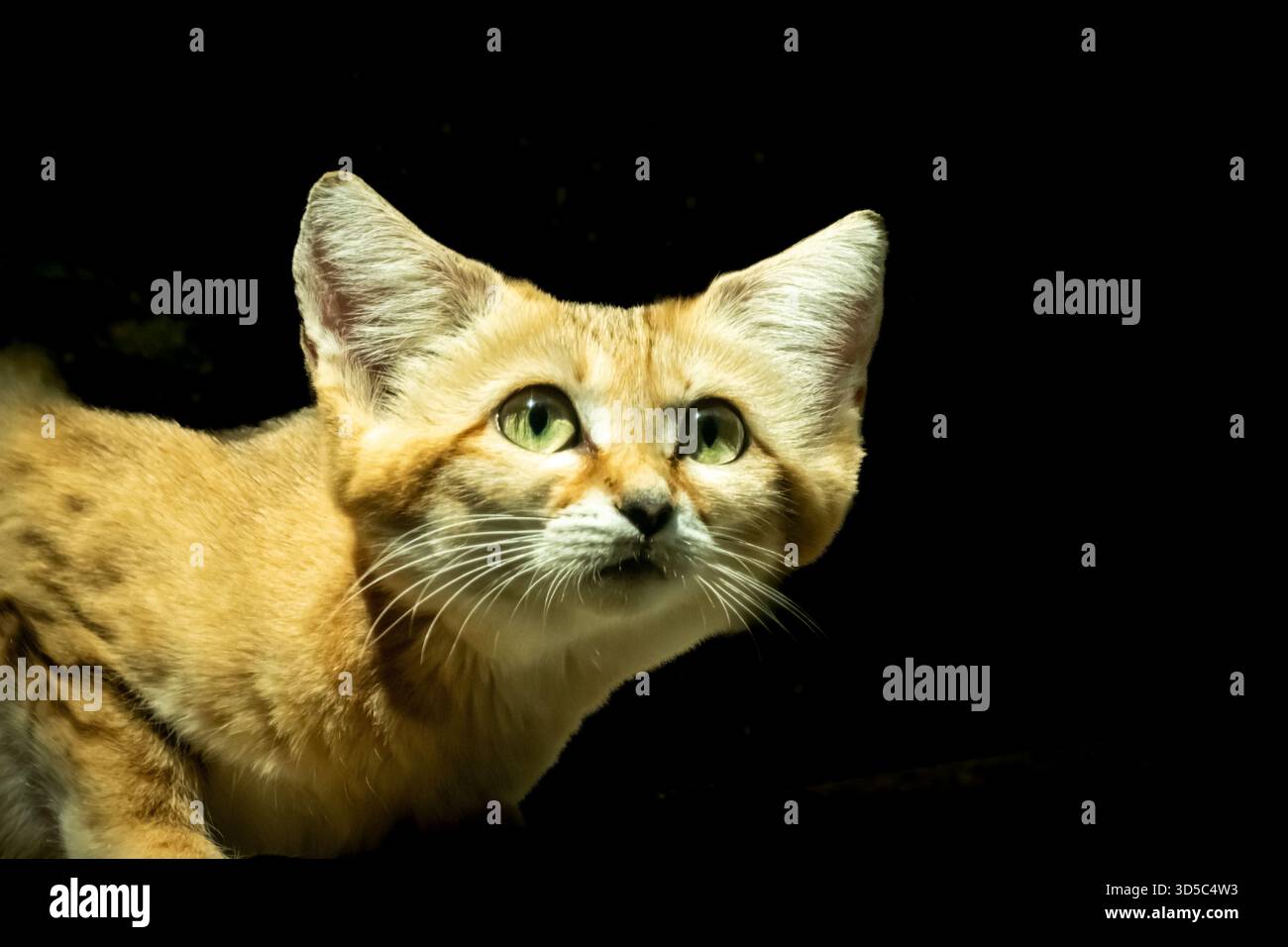 Die wunderschöne und extrem süße Sandkatze ist gut ausgestattet, um in einer Höhle zu überleben, bei Temperaturen über 50 C. Stockfoto