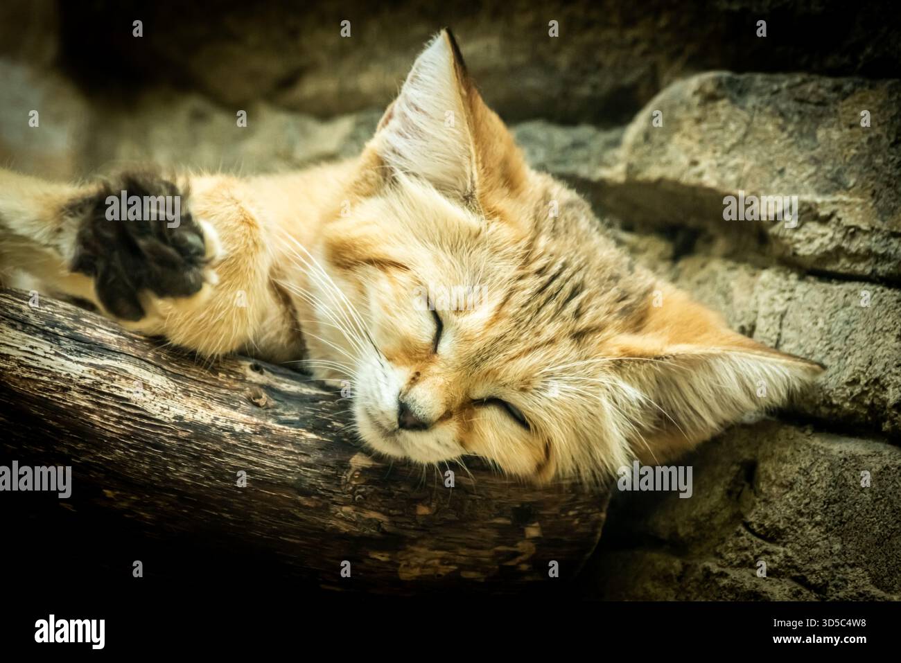Die wunderschöne und extrem süße Sandkatze ist gut ausgestattet, um in einer Höhle zu überleben, bei Temperaturen über 50 C. Stockfoto