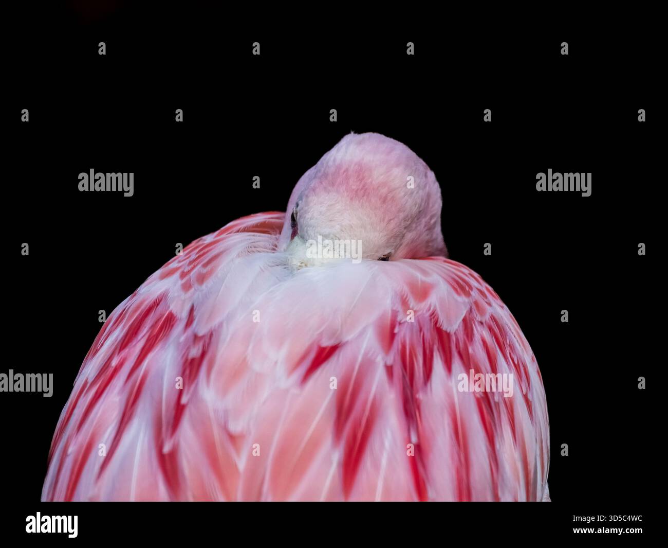 Der Flamingo in den Anden gilt als der schönste von all diesen atemberaubend aussehenden Watvögeln. Stockfoto
