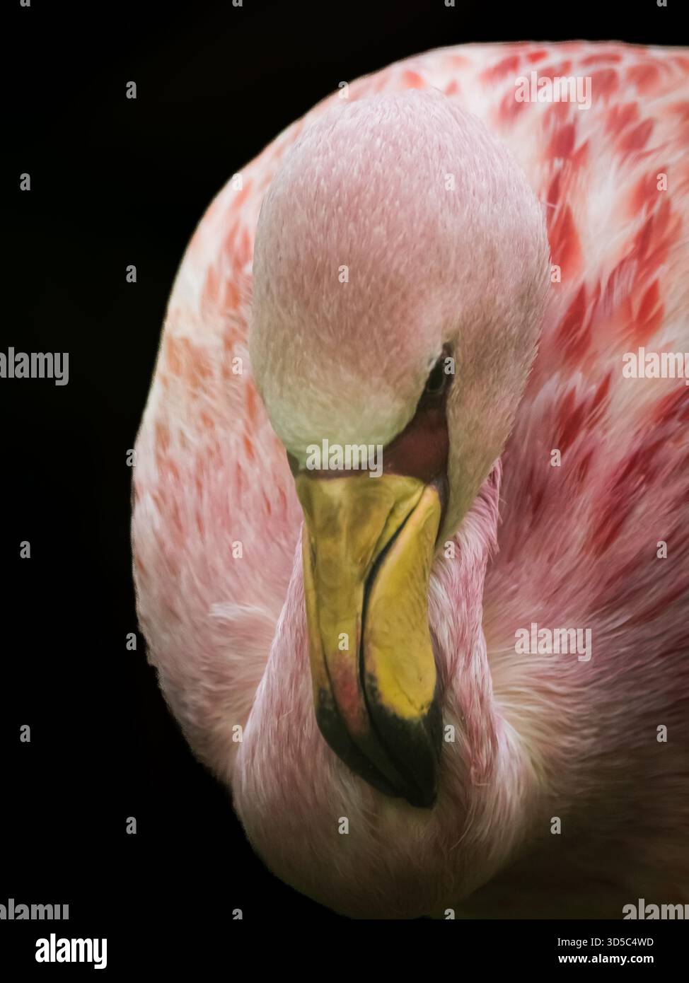 Der Flamingo in den Anden gilt als der schönste von all diesen atemberaubend aussehenden Watvögeln. Stockfoto