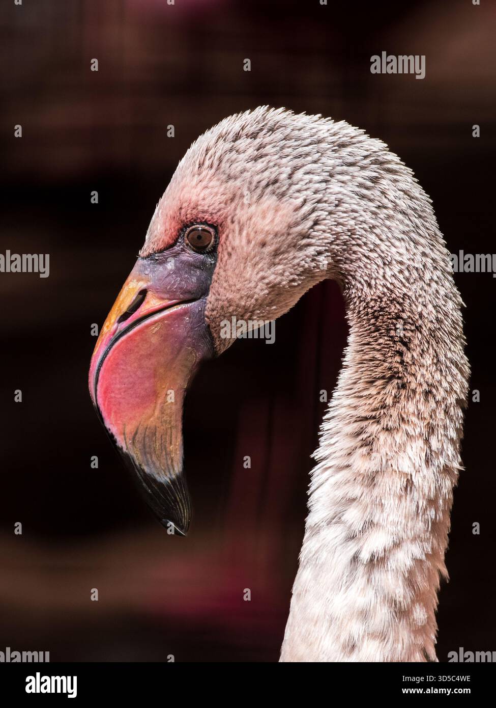 Der Flamingo in den Anden gilt als der schönste von all diesen atemberaubend aussehenden Watvögeln. Stockfoto