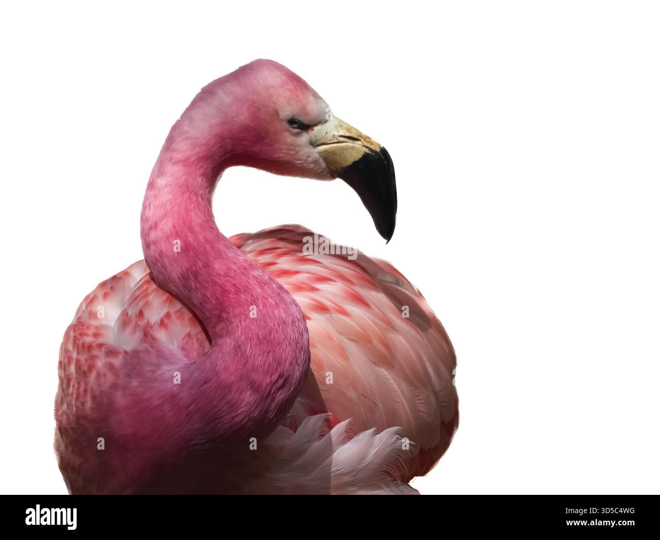 Der Flamingo in den Anden gilt als der schönste von all diesen atemberaubend aussehenden Watvögeln. Stockfoto