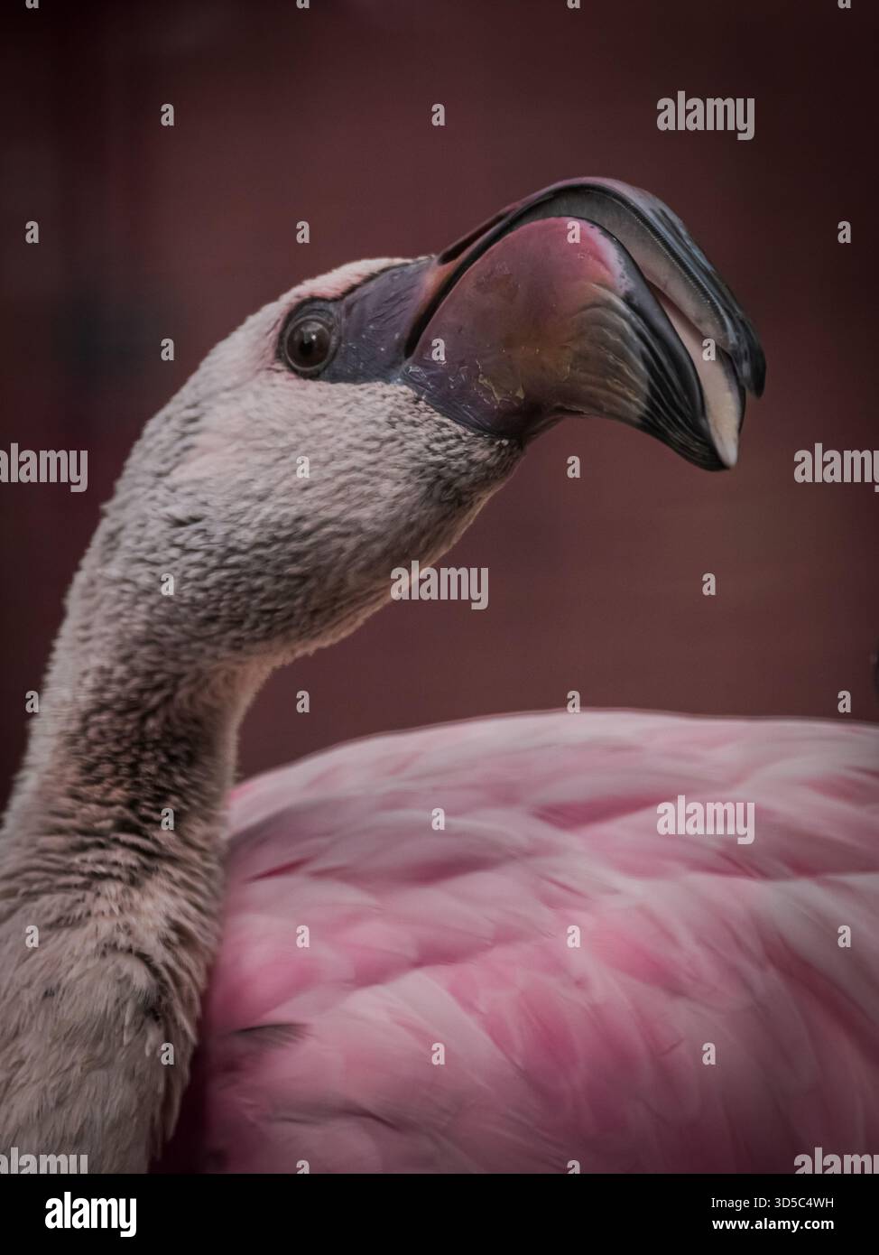 Andenflamingo gilt als der schönste von all diesen atemberaubend aussehenden Watvögeln. Er zeigt erstaunliche Haltungen mit herzwärmenden Farben. Stockfoto