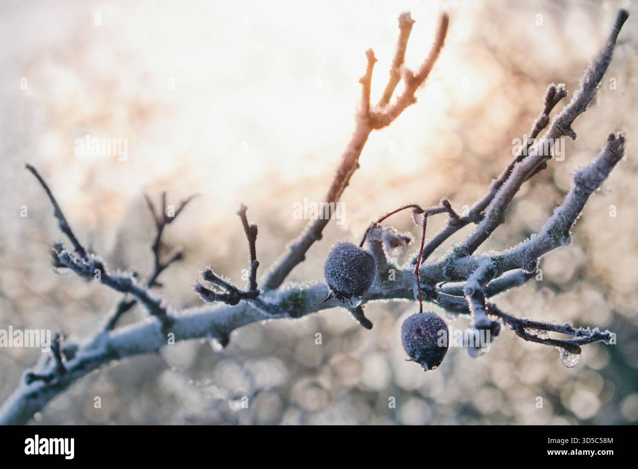Verschwommene Winterszene mit gefrorenen Zweigen und Beeren im Garten Stockfoto