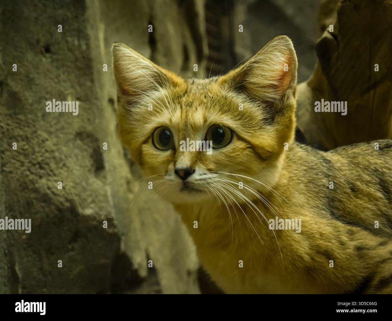 Die wunderschöne und extrem süße Sandkatze ist gut ausgestattet, um in einer Höhle zu überleben, bei Temperaturen über 50 C. Stockfoto