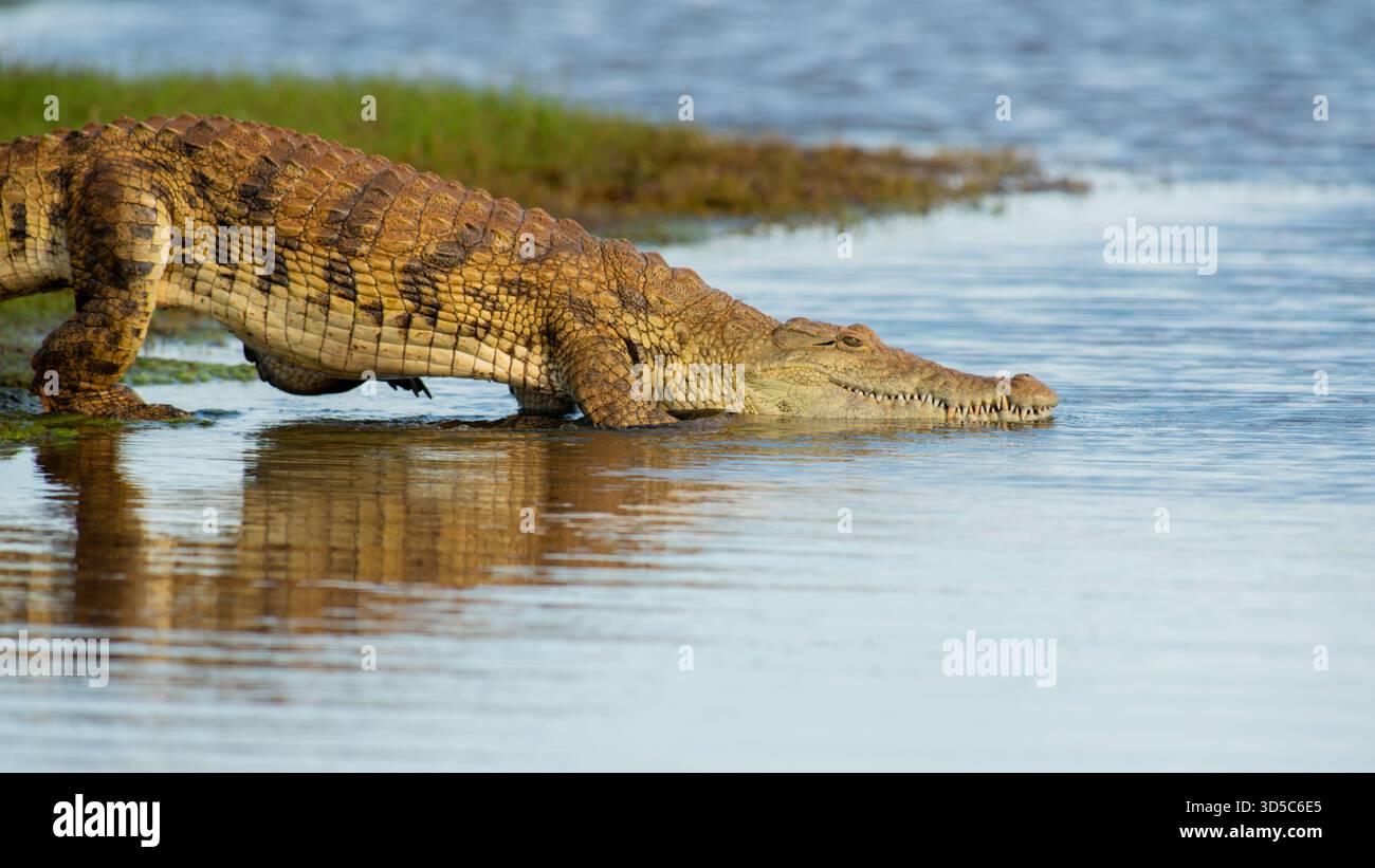 Nil-Krokodil in einen kleinen See im Kwa Zulu Land. Es geht langsam, während es ins Wasser gleitet. Stockfoto