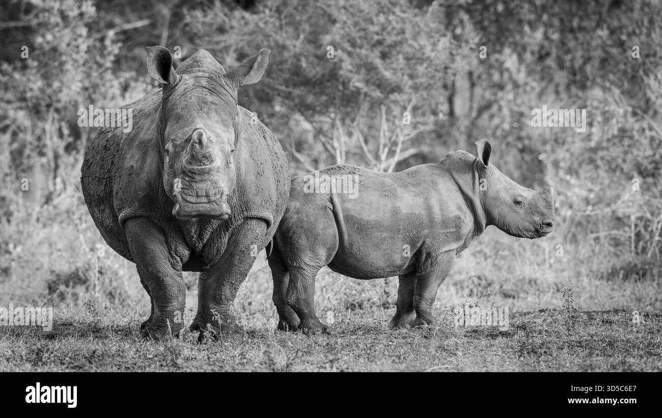 Wir trafen ein Nashorn und Kalb in einer wunderschönen Landschaft von Kwa Zululand, um ihre schwerfällige Fütterung und Interaktion zu bewundern. Ich liebe den richtigen Winkel. Stockfoto