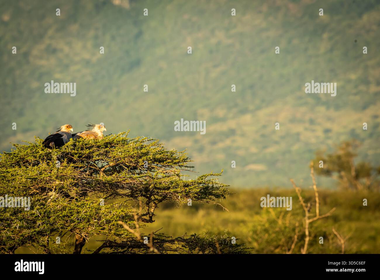 Ein Paar Sekretärvögel, die in der Krone eines gut platzierten Baumes ruhen, um ein Tal zu beobachten. Stockfoto