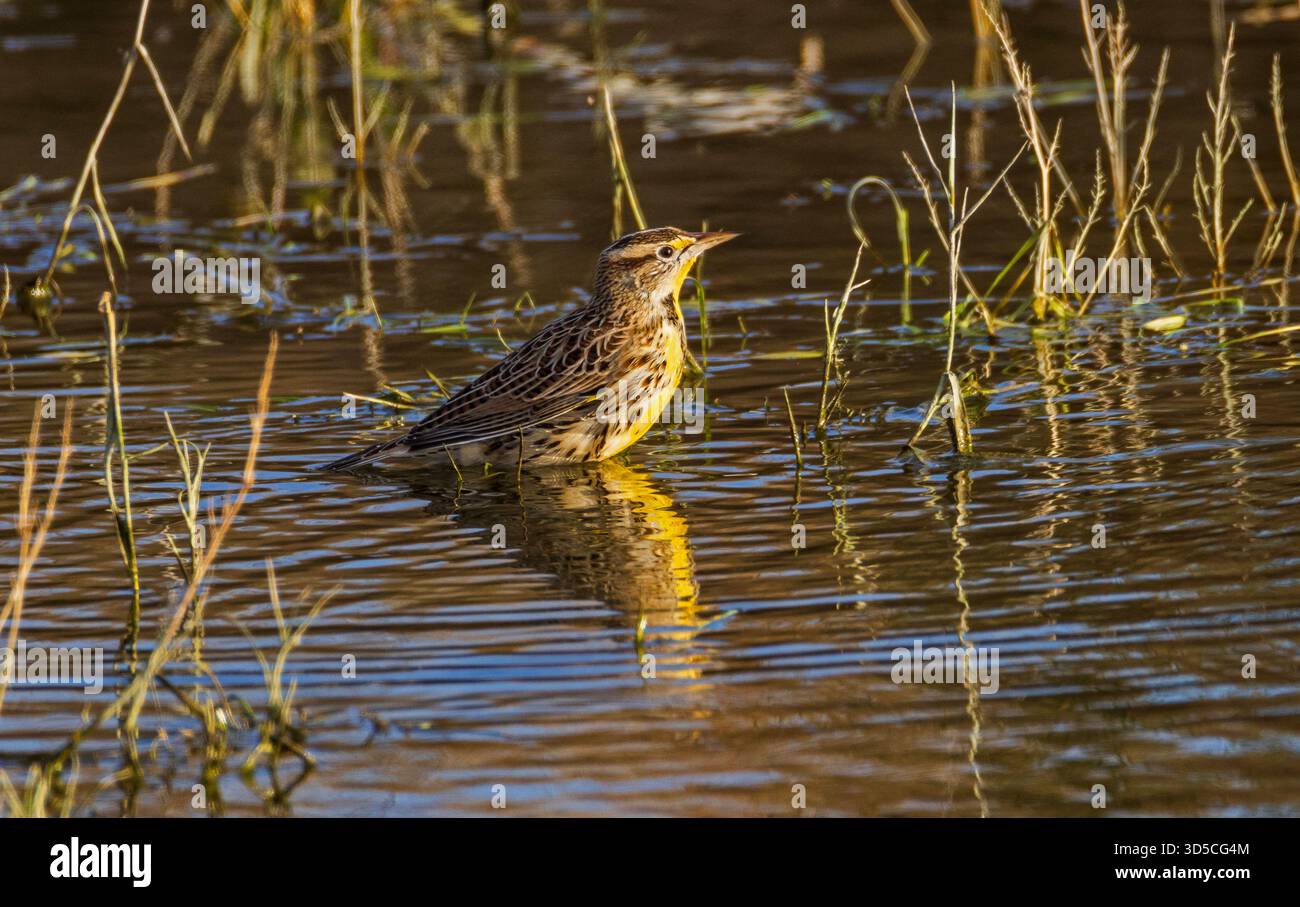 Ein wunderschöner Western Meadowlark (Sturnella neglecta) waten im Wasser in der späten Sonne in der Farmington Bay Waterfowl Management Area, Utah. Stockfoto