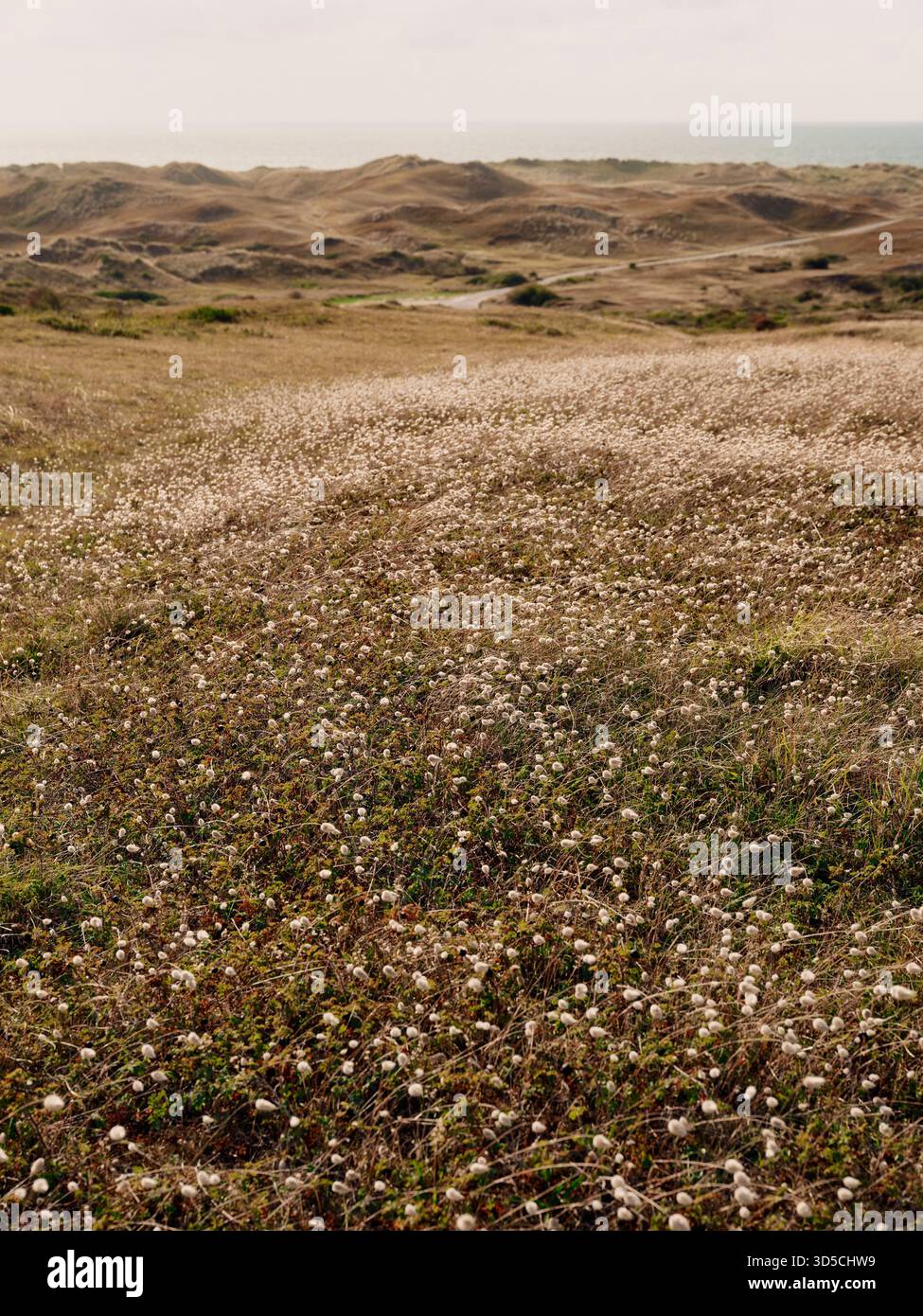 Ökosystem und Lebensraum der Dunes d'Hatainville, Normandie Frankreich EU Stockfoto