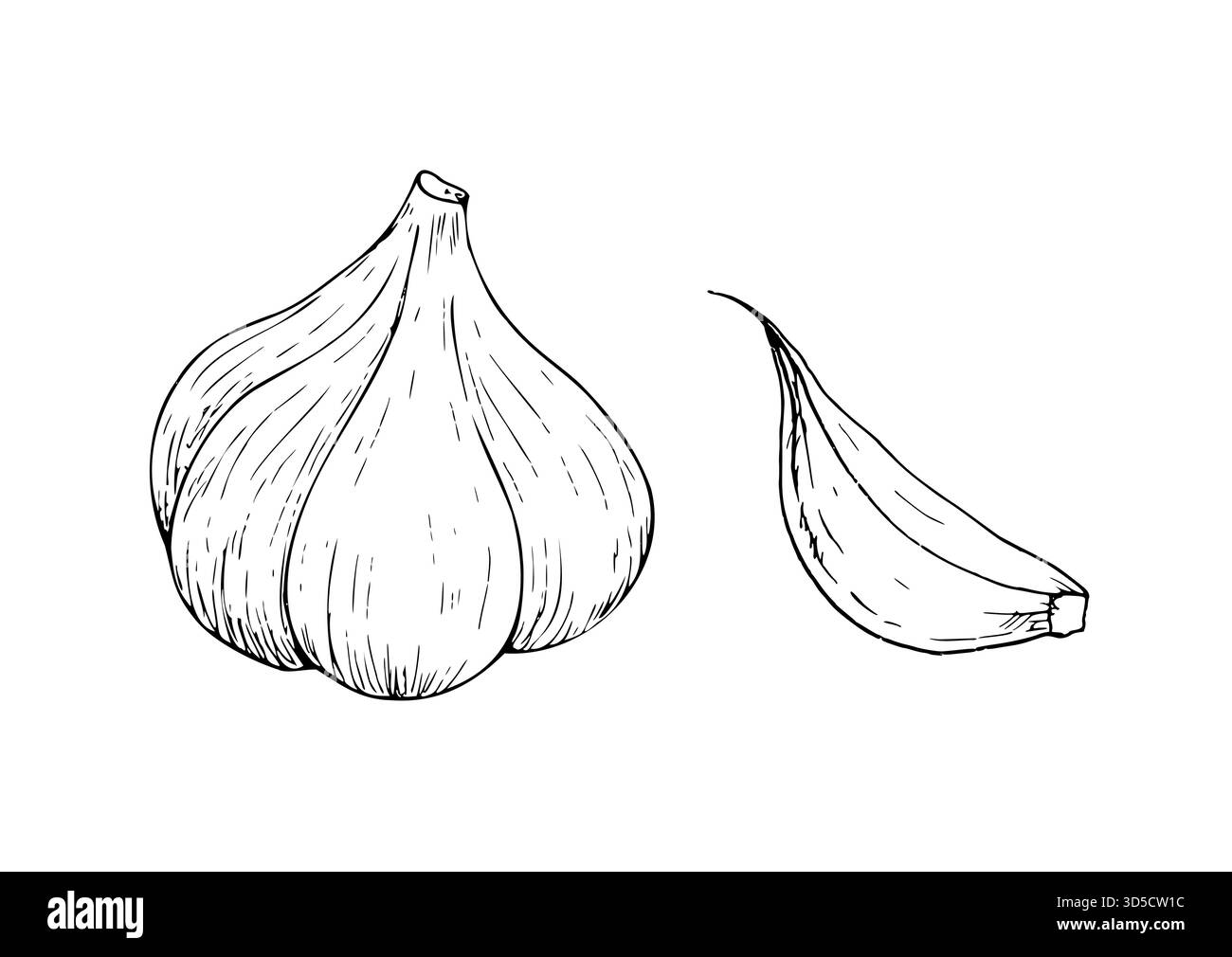 Vektor-frischer ganzer Knoblauch und Nelke. Grafische Tinte pflanzliche Illustration, isoliert auf Hintergrund. Handgezeichnete Linienskizze. Für Designer, Prints, Logos Stock Vektor