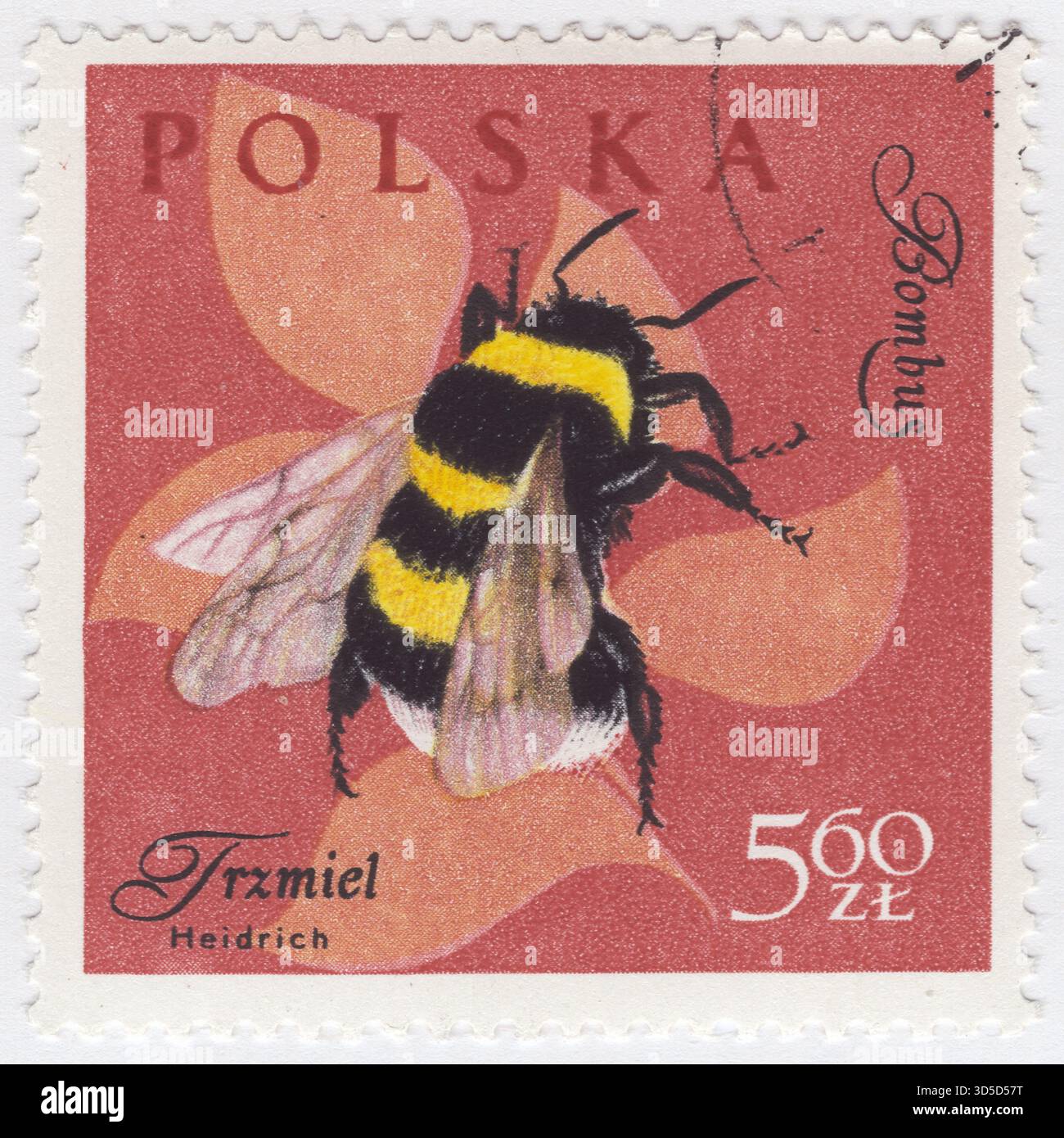 POLEN — 1961. Dezember 30: 5,60 Zloty orange-braune Briefmarke mit Insekten in Naturfarben: Hummel. Eine Hummel (Hummel, Hummel oder Humble-Biene) ist eine von über 250 Arten der Gattung Bombus, die Teil der Apidae ist, einer der Bienenfamilien. Sie kommen vor allem in höheren Lagen oder Breitengraden der nördlichen Hemisphäre vor, obwohl sie auch in Südamerika vorkommen, wo einige tropische Flachlandarten identifiziert wurden. Weibliche Hummeln können wiederholt stechen, ignorieren aber generell Menschen und andere Tiere Stockfoto