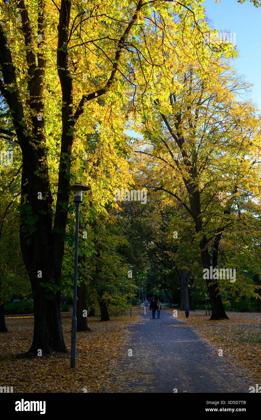 Eine Waldszene an einem sonnigen Herbsttag auf der Margiteninsel (Margareteninsel), Budapest, Ungarn Stockfoto