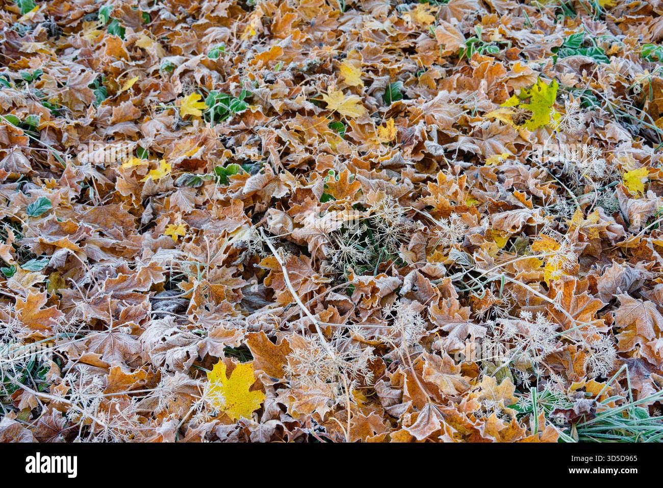 Gefrorene Wiese nach einer kalten Nacht Ende Oktober. Stockfoto