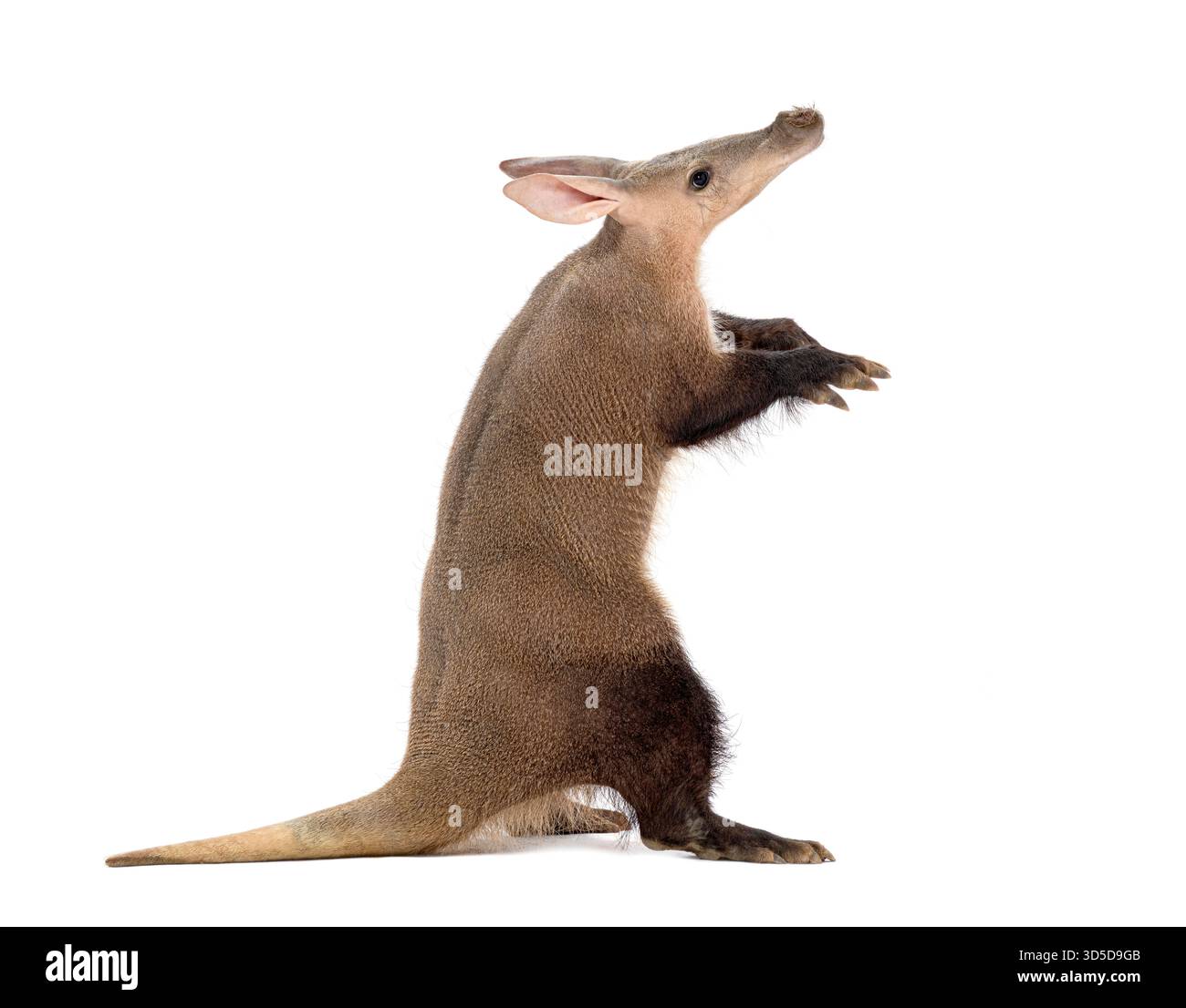 Aardvark - orycteropus afer - steht auf seinen Hinterbeinen, blickt nach oben, isoliert auf weiß Stockfoto