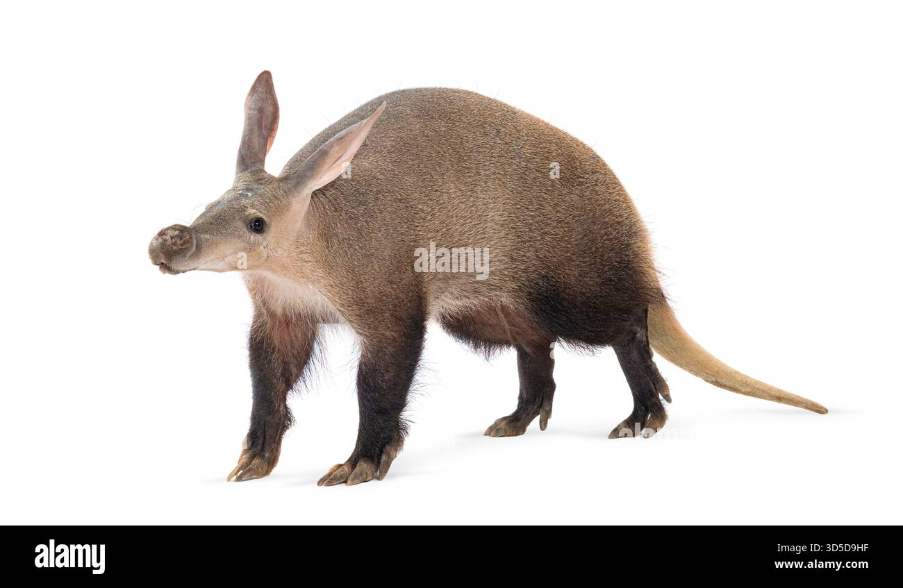 Das Profil eines auf weißem Hintergrund laufenden Erdvarks in voller Länge Stockfoto