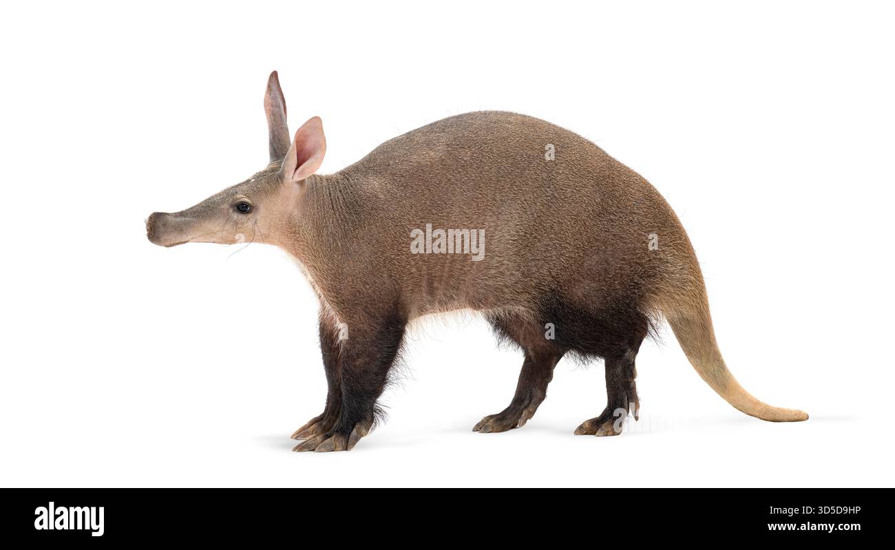 Das Profil eines auf weißem Hintergrund laufenden Erdvarks in voller Länge Stockfoto