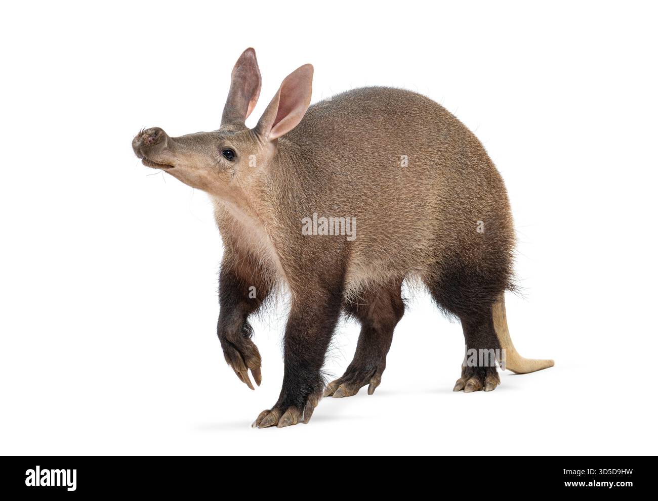Das Profil eines auf weißem Hintergrund laufenden Erdvarks in voller Länge Stockfoto