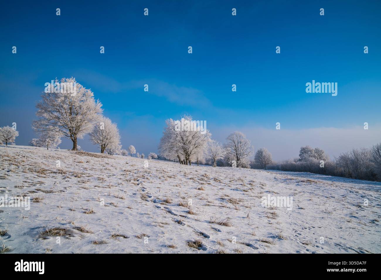 Deutschland, Weiße schneebedeckte Bäume auf endlosen verschneiten Weiden mit Nebel in frostiger, kalter Winteratmosphäre und Magie am frühen Morgen Stockfoto