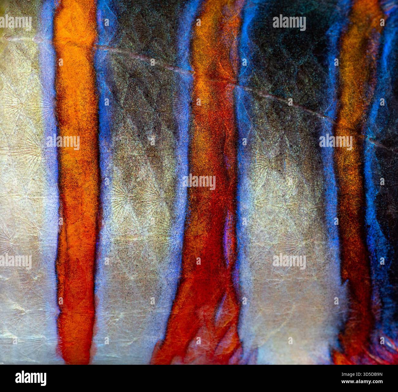 Nahaufnahme der Haut des Choerodon fasciatus, die bunte Muster und Texturen hervorhebt Stockfoto