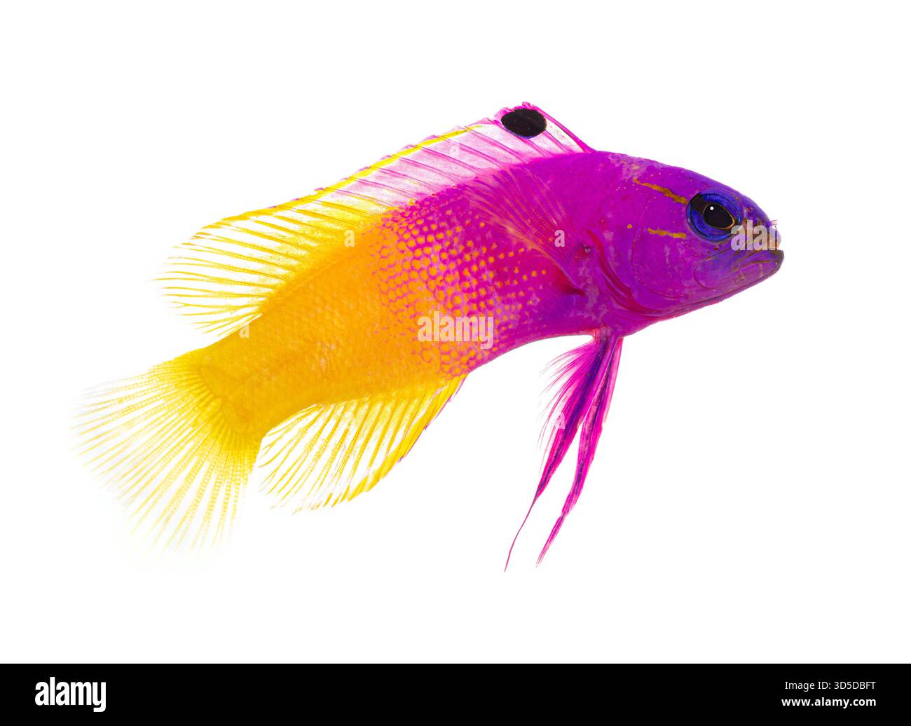 Bunte königliche Gramma-Fische schwimmen in klarem Wasser Stockfoto